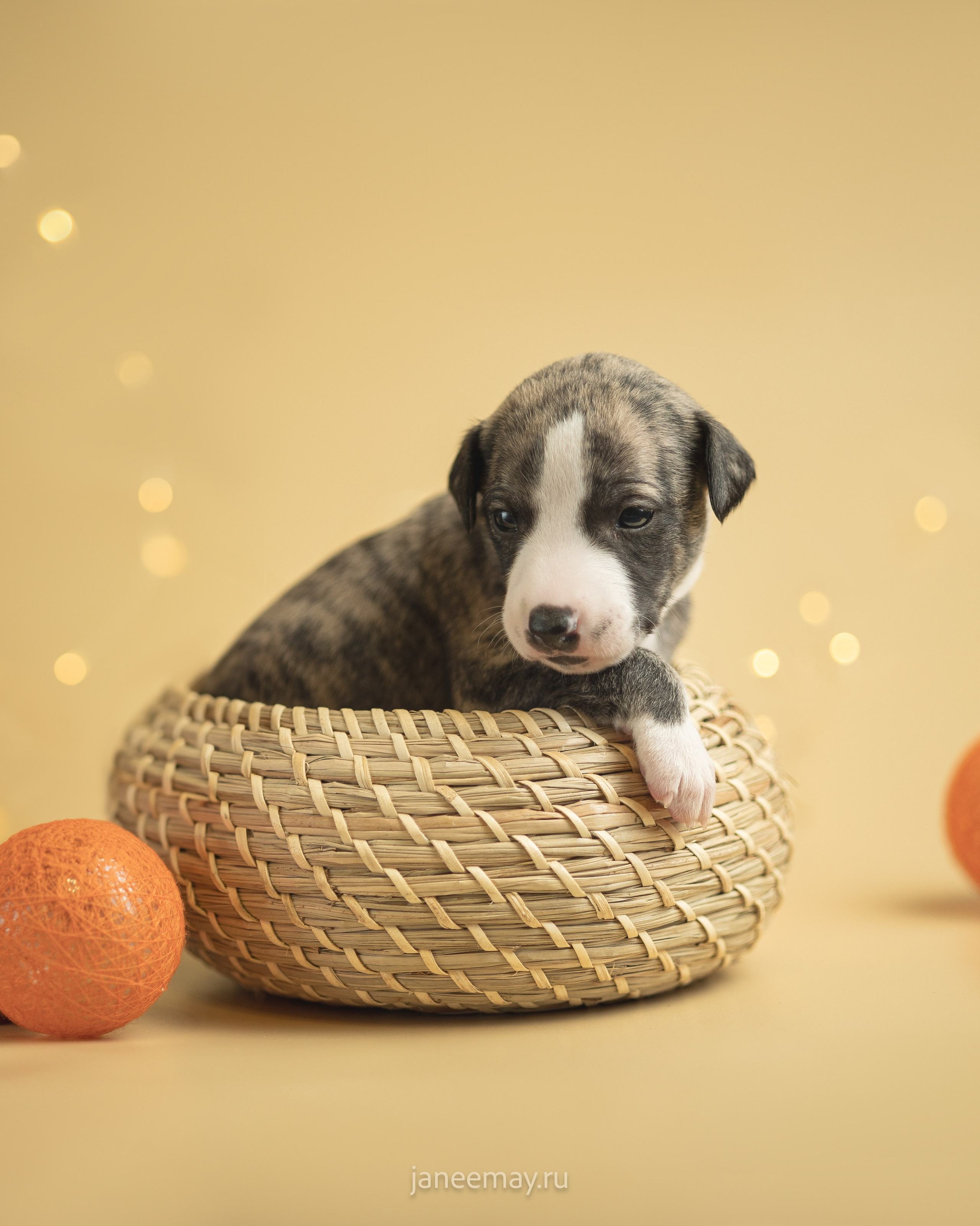Малыши уиппеты Великбековых. Фотограф анималист в Москве Майорова Евгения