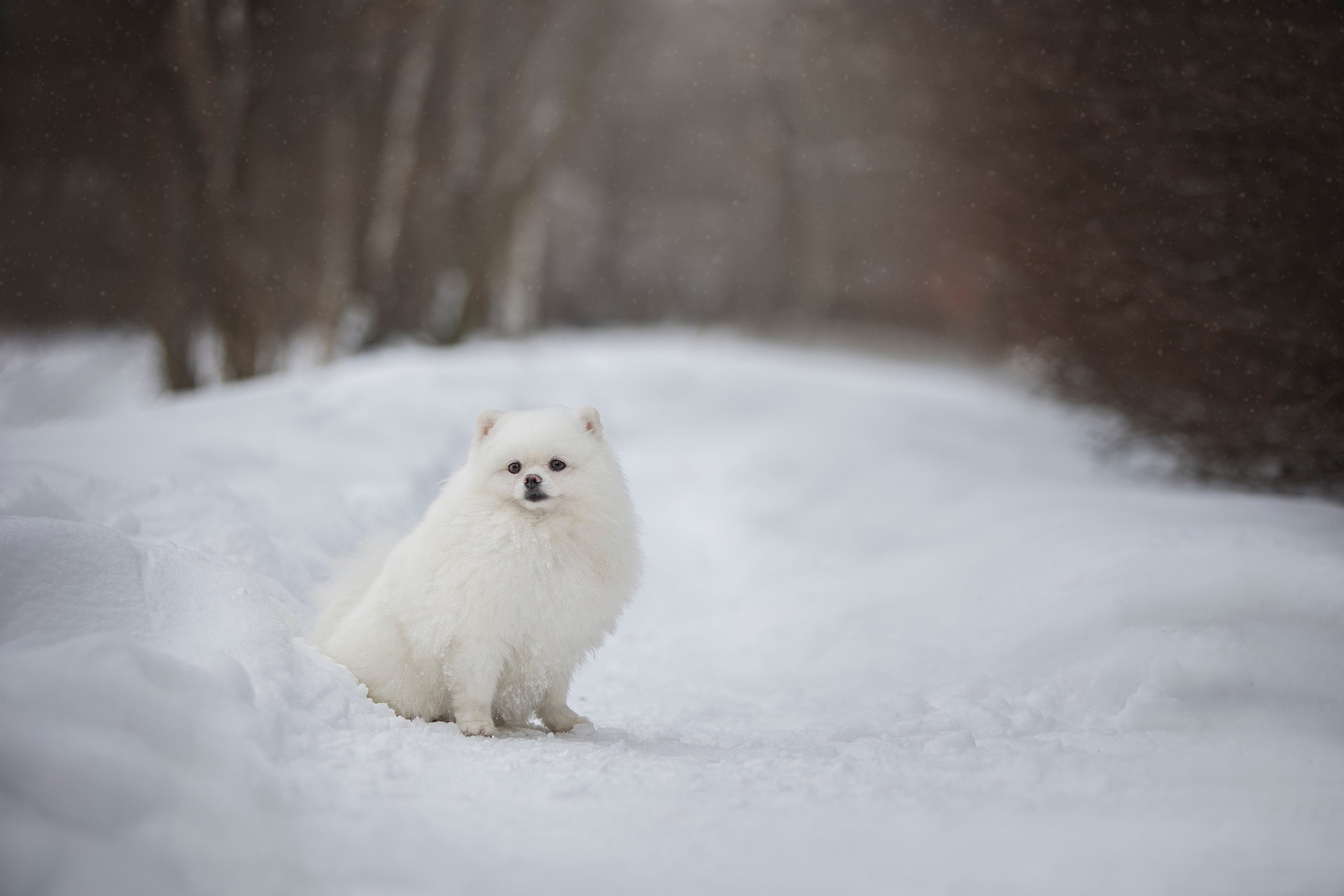 Настя, Игорь, Тесс и Марс. Фотограф анималист в Москве Майорова Евгения