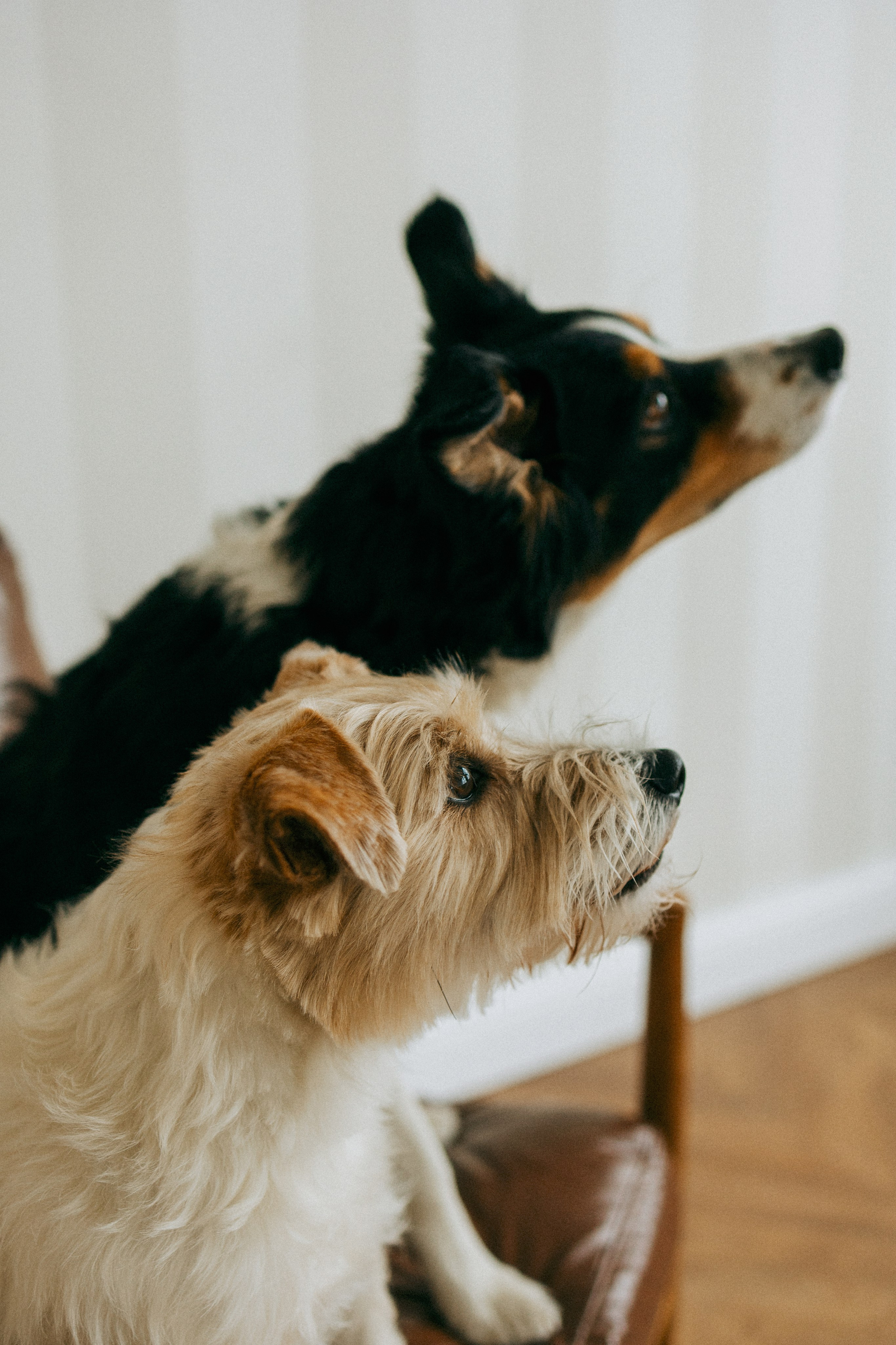 Цунами, Теон и Женя. Фотограф анималист Анастасия Пикей
