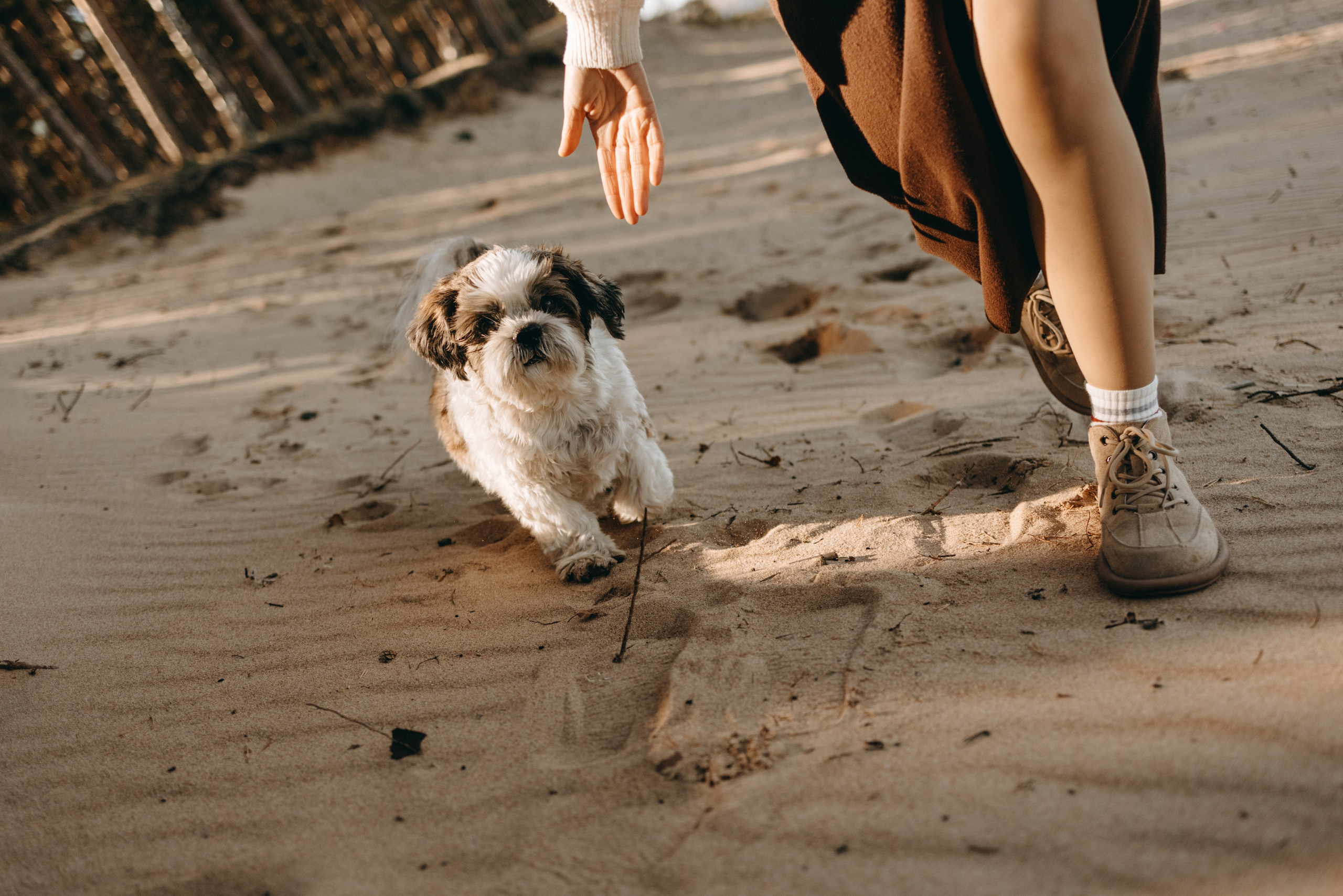 Настя и Франт. Фотограф — Анималист | Санкт-Петербург