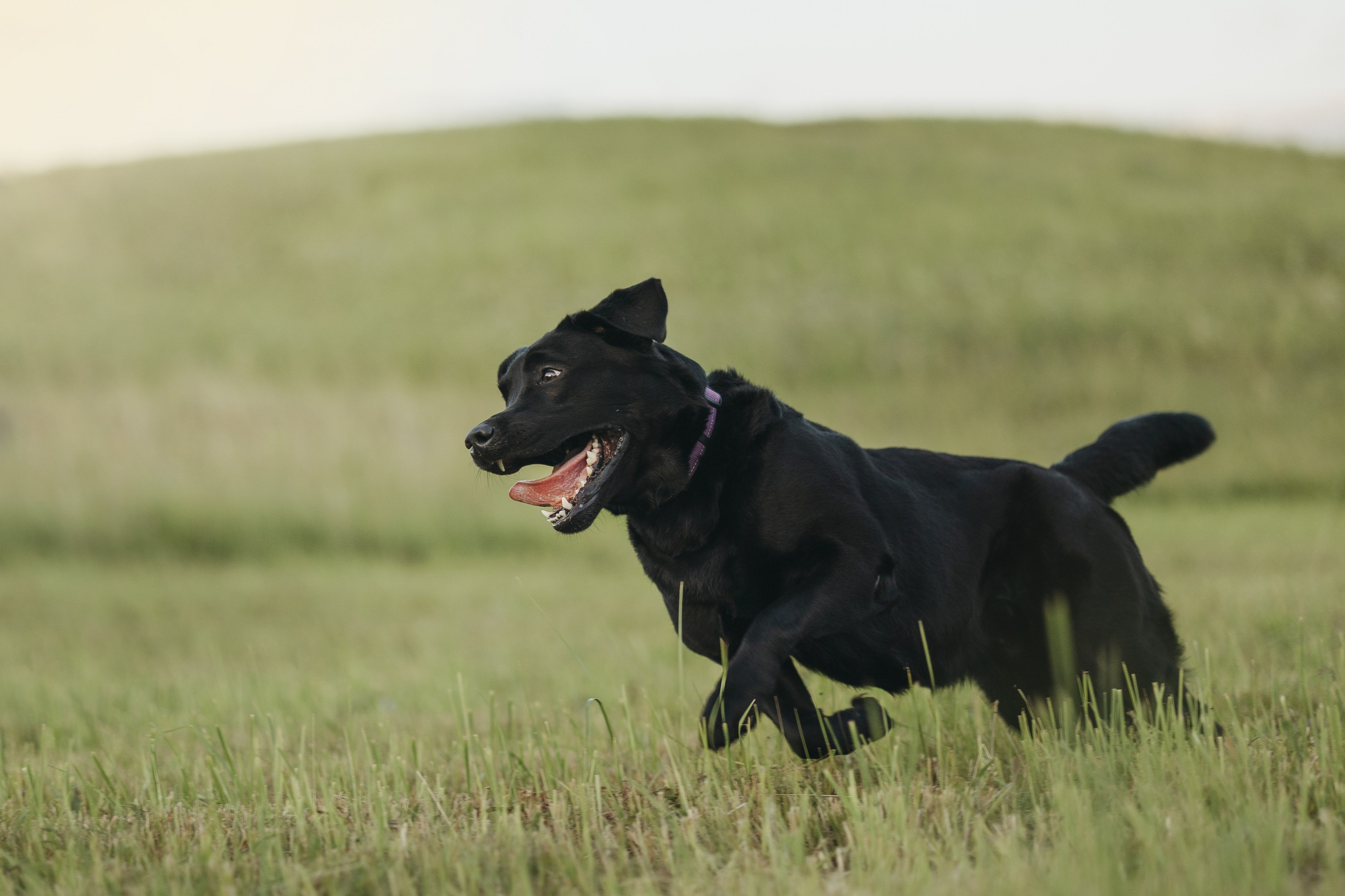 Бомбей и его семья. Фотограф — Анималист | Санкт-Петербург