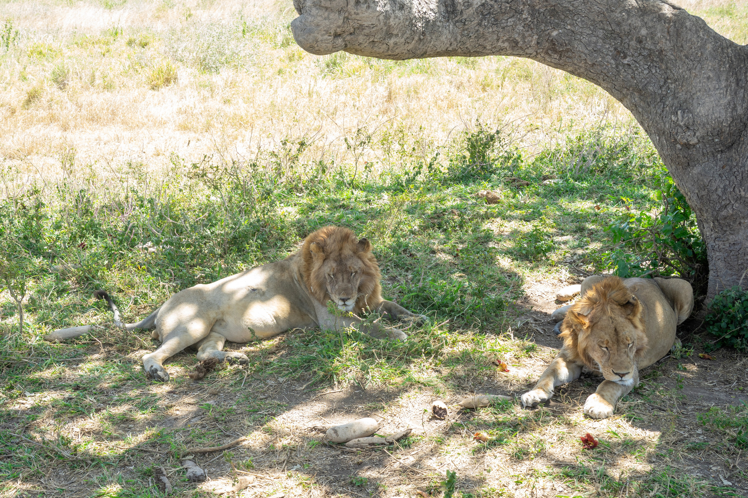 Танзания, сафари, 2025. Творческие сьемки