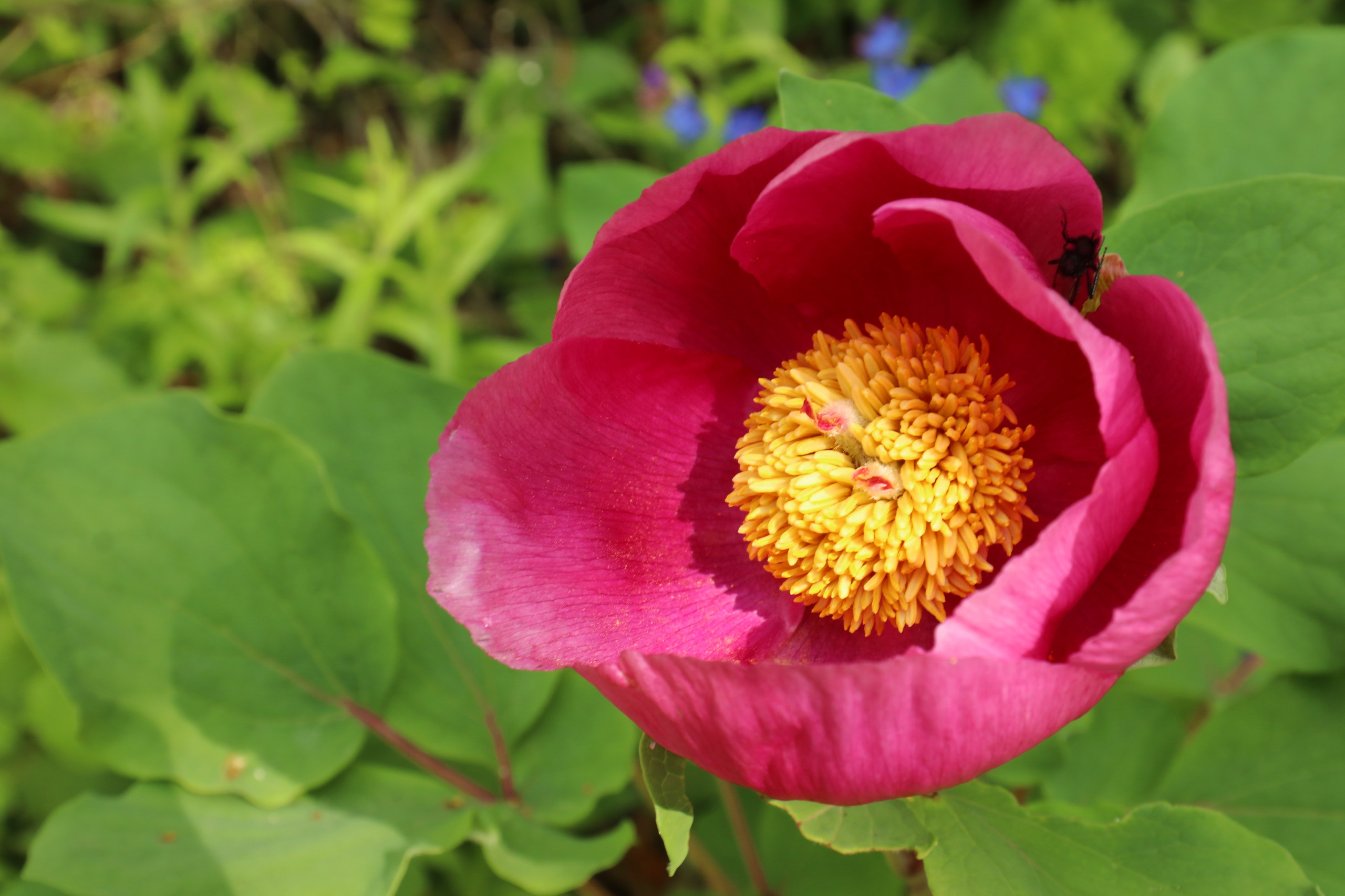 Крым. ЮБК (Севастополь, Кастрополь, Ялта). Май 2023. Путешественник-фотограф из Санкт-Петербурга Татьяна Свистулина