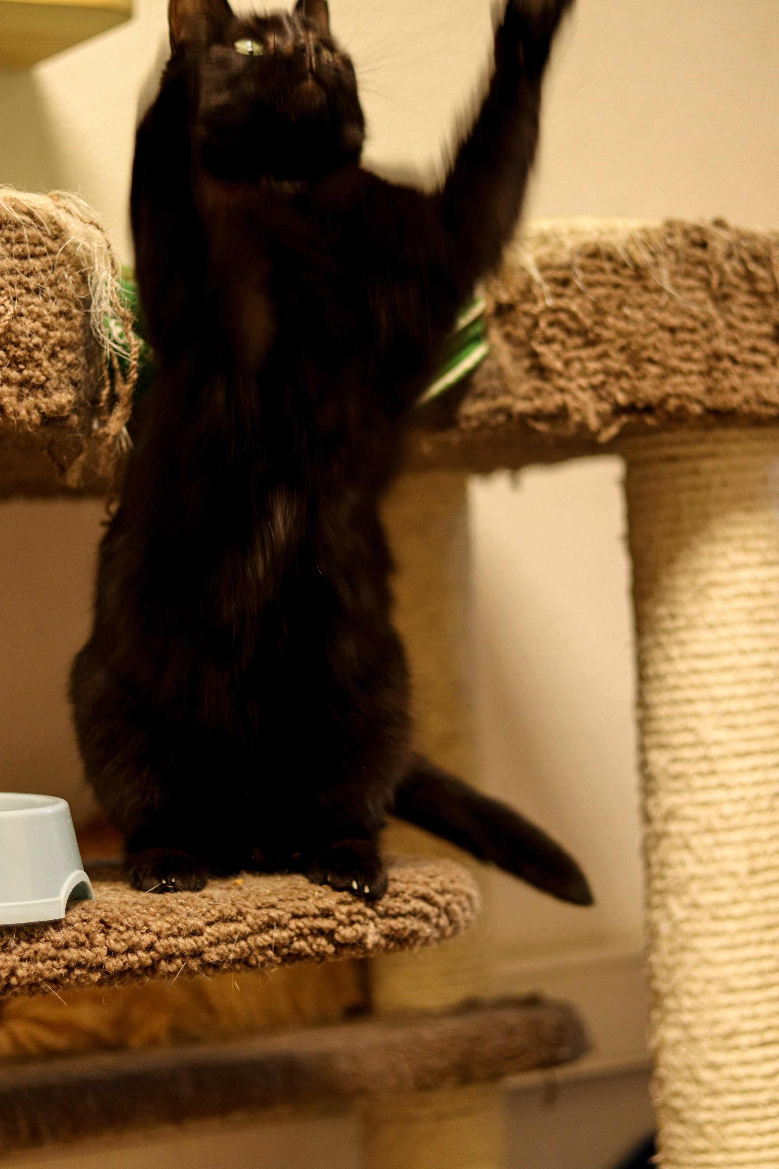 Петербургский дом кота (27 июня 2024). Ивентный фотограф в Санкт-Петербурге Олег Комков