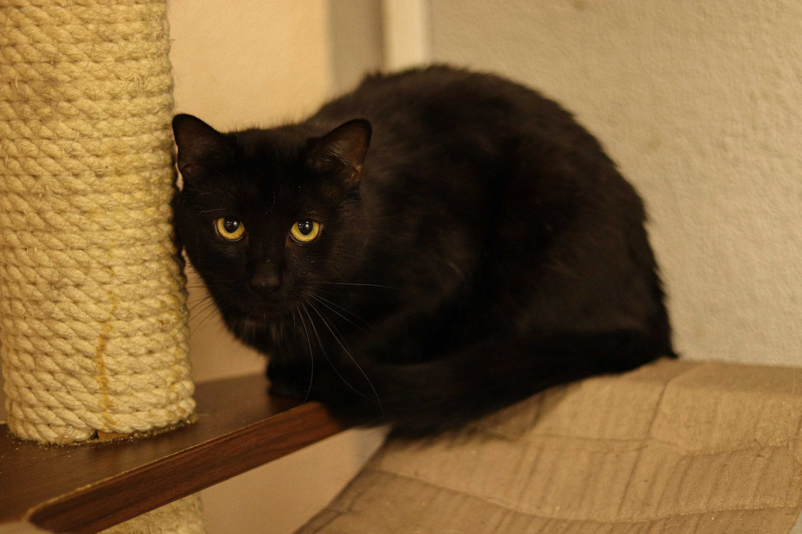 Петербургский дом кота (27 июня 2024). Ивентный фотограф в Санкт-Петербурге Олег Комков