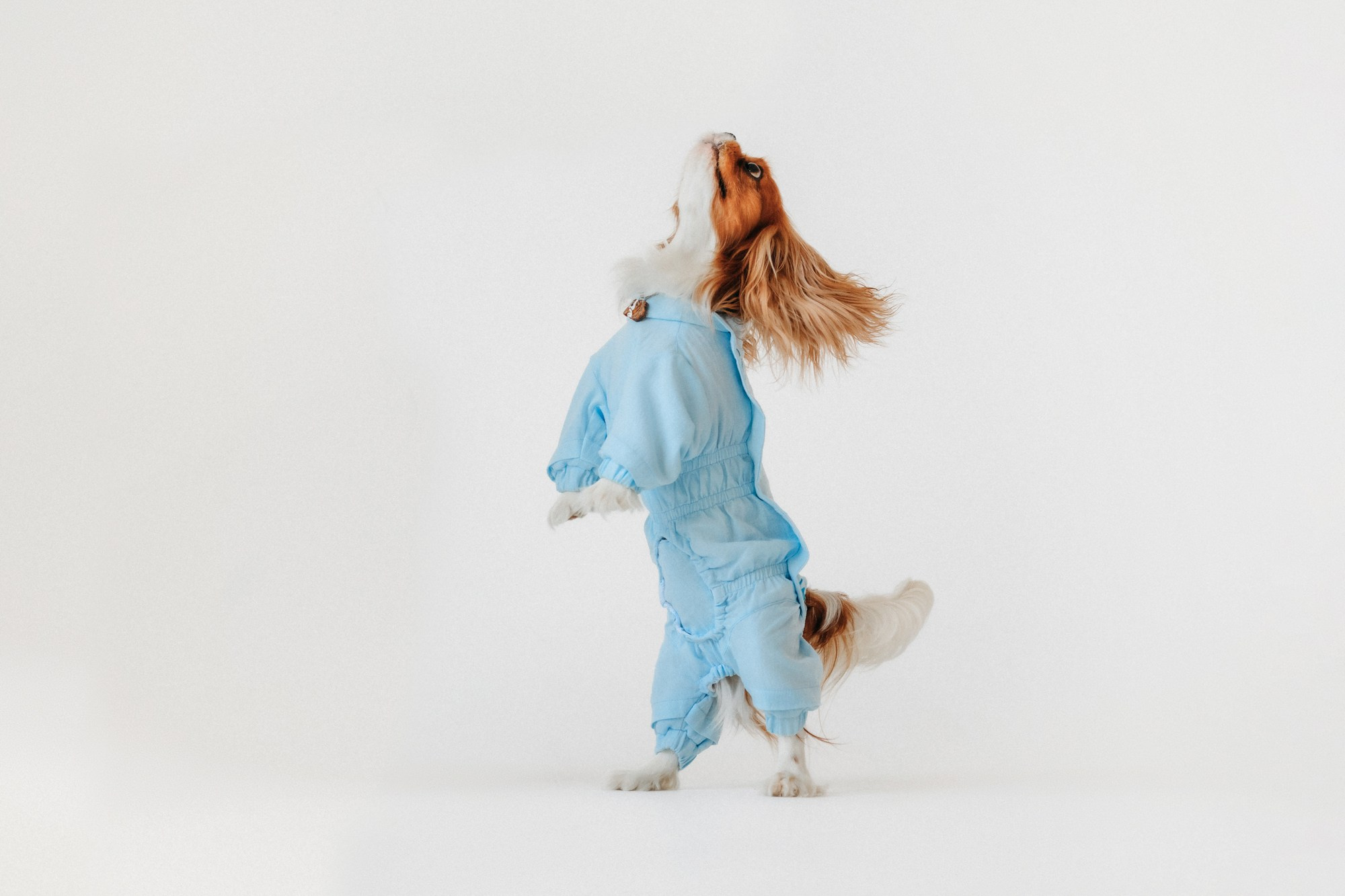 Одежда Lapa`s brand. Фотограф-анималист Елена Радченко, Москва