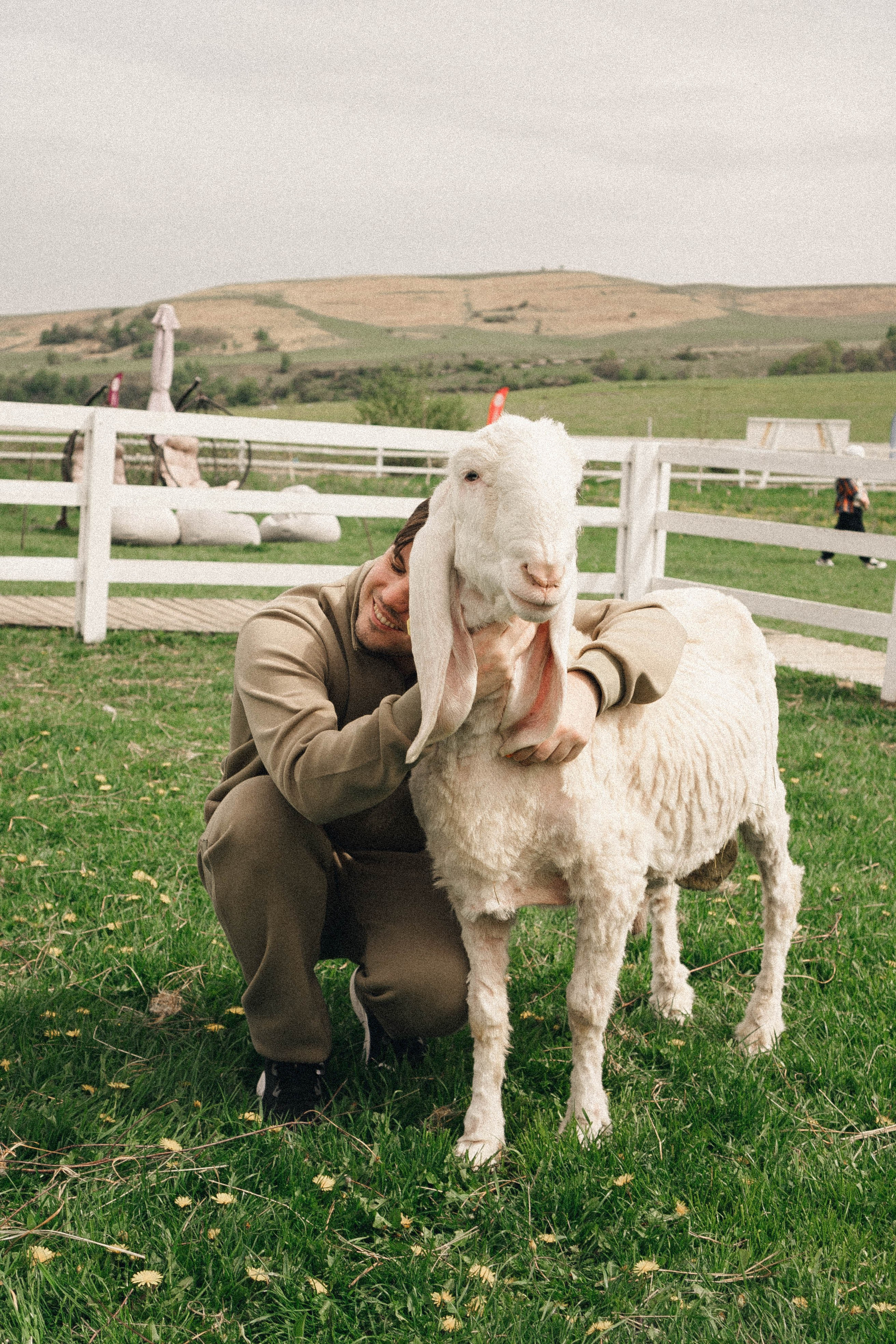 Ферма Альпак. Профессиональный фотограф, Санкт-Петербург — Виктория Богомолова