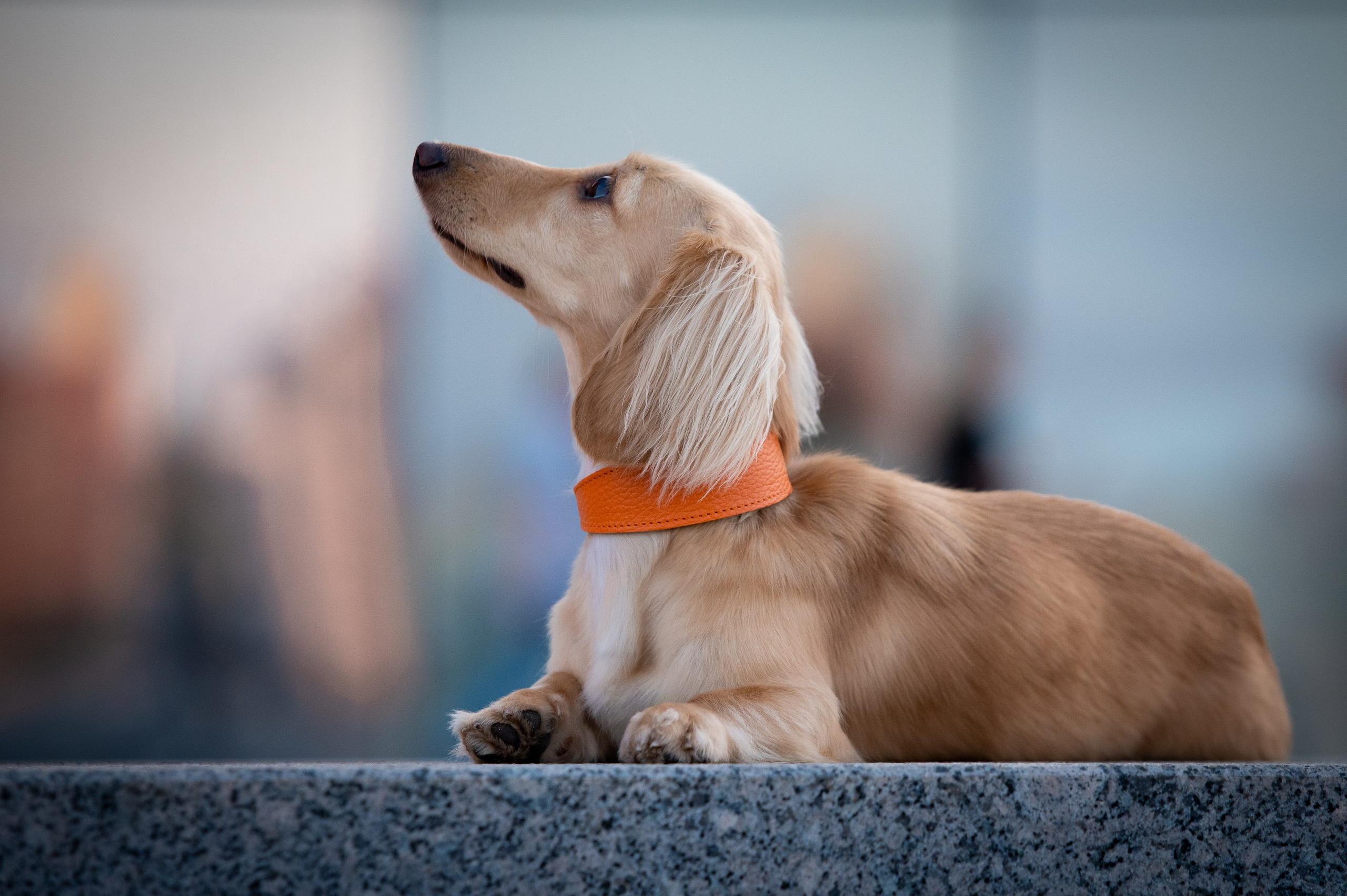 Собаки. Фотограф-анималист в Санкт-Петербурге Анастасия Иванова