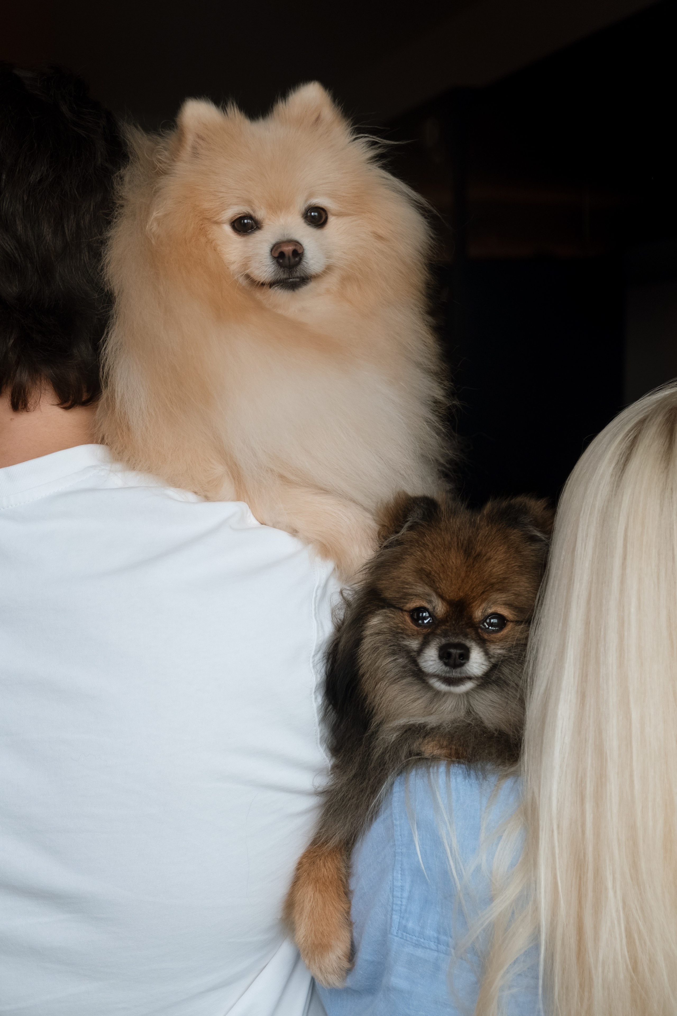 Animalism. Nataresso | фотограф Москва