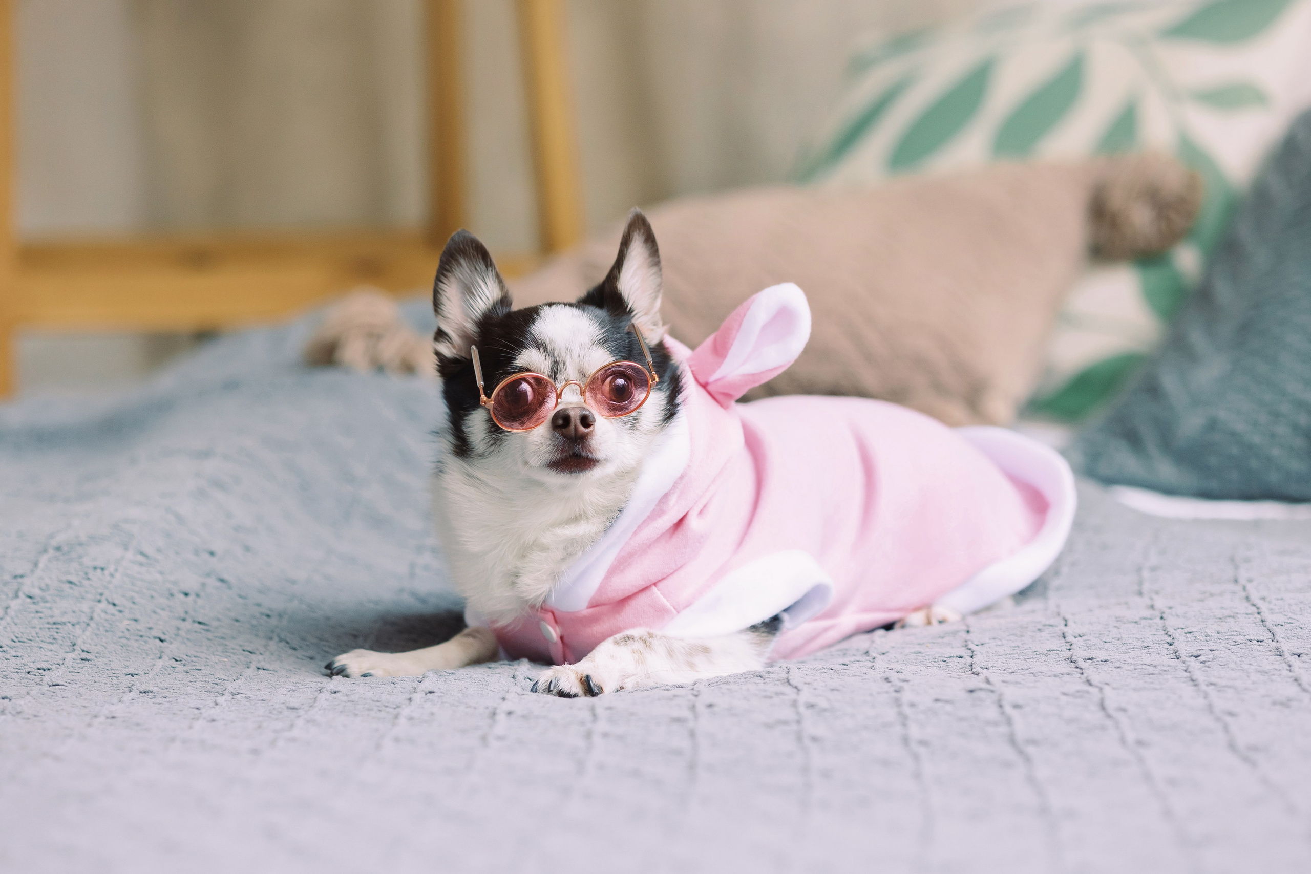 Магазин Friend of mine. Фотограф-анималист Елена Радченко, Москва