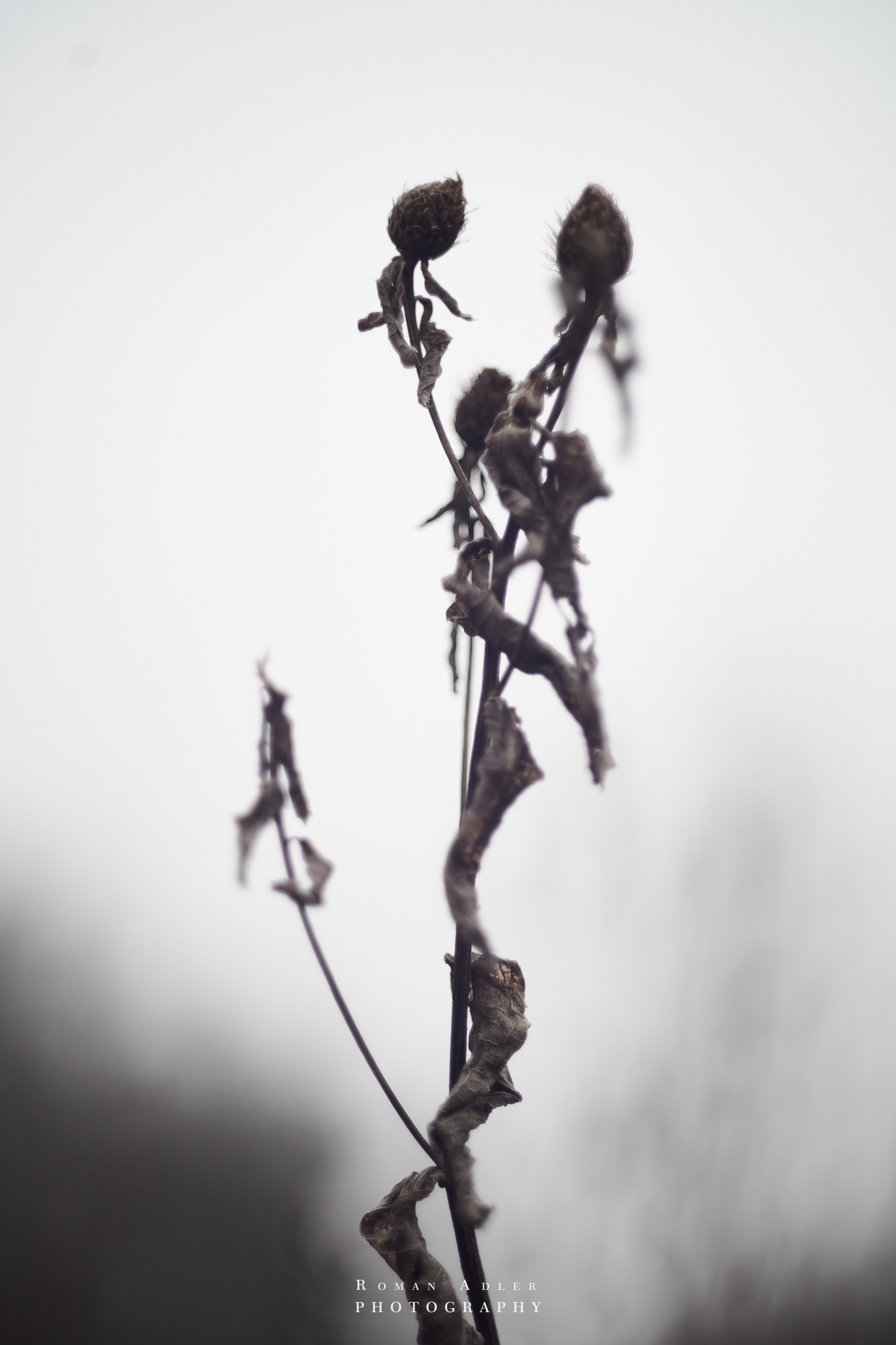 Февральский лес. Фотограф Роман Адлер