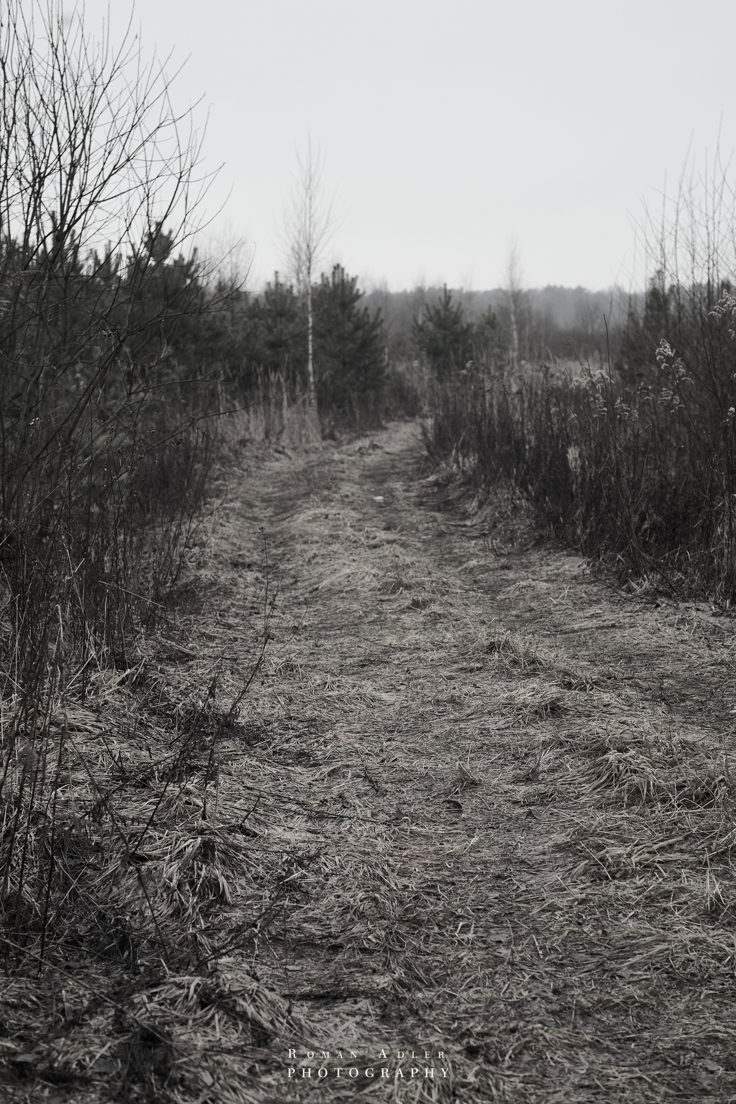 Февральский лес. Фотограф Роман Адлер