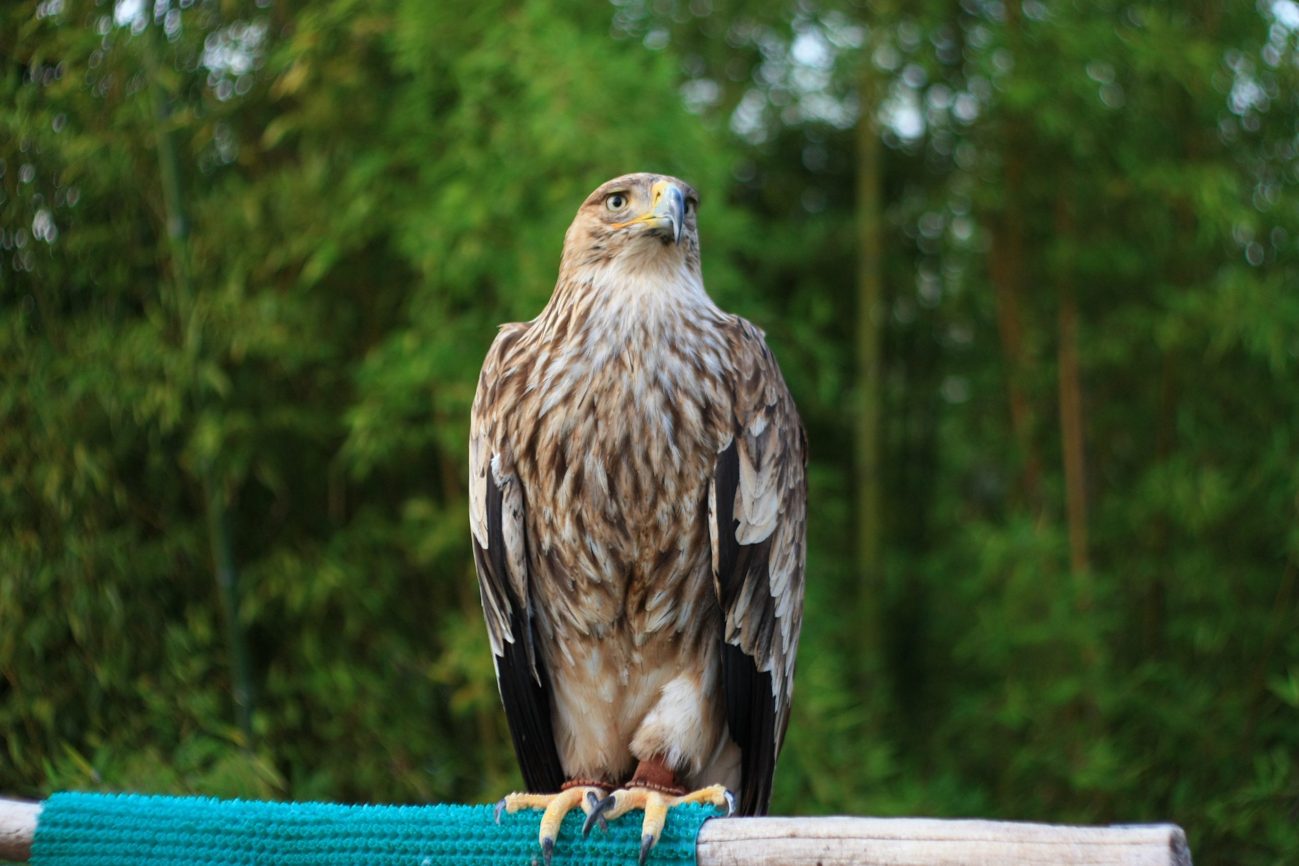 Первые кадры. Сочи — парк. Фотограф Роман Адлер