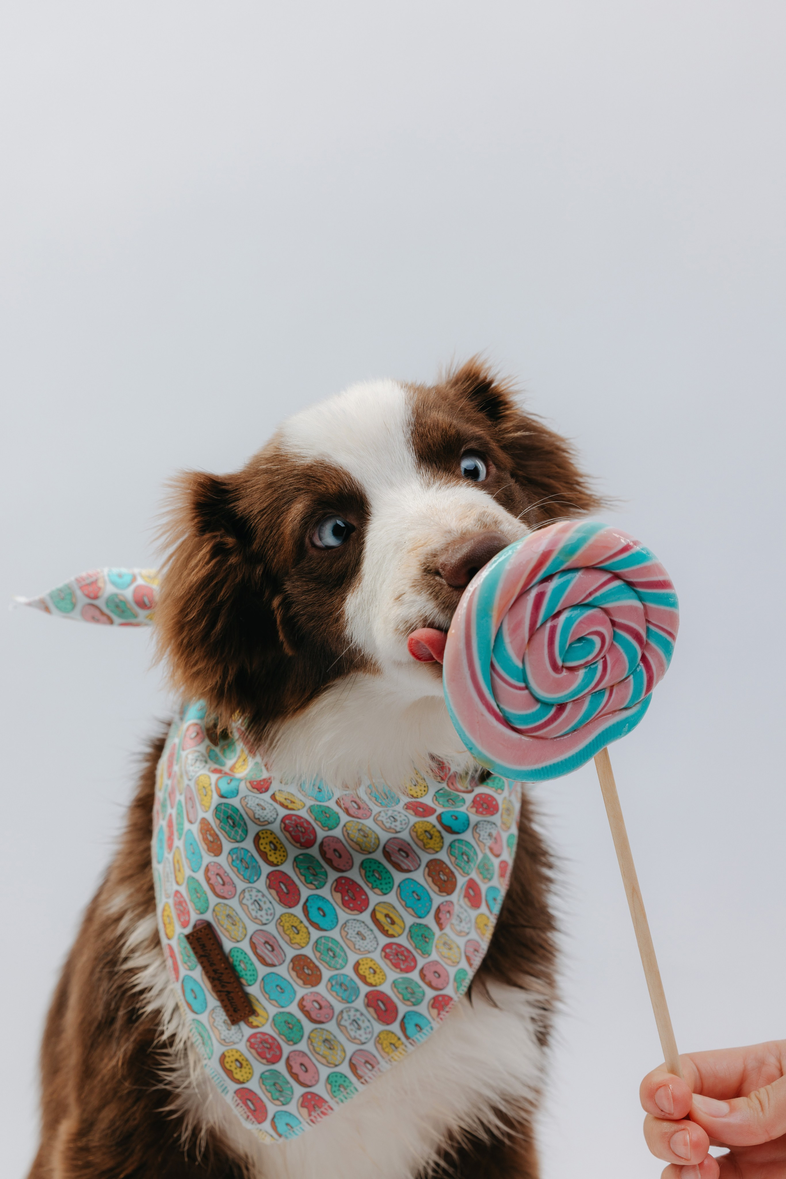 Миниаусси Дайс. Фотограф анималист Осипчикова Мария