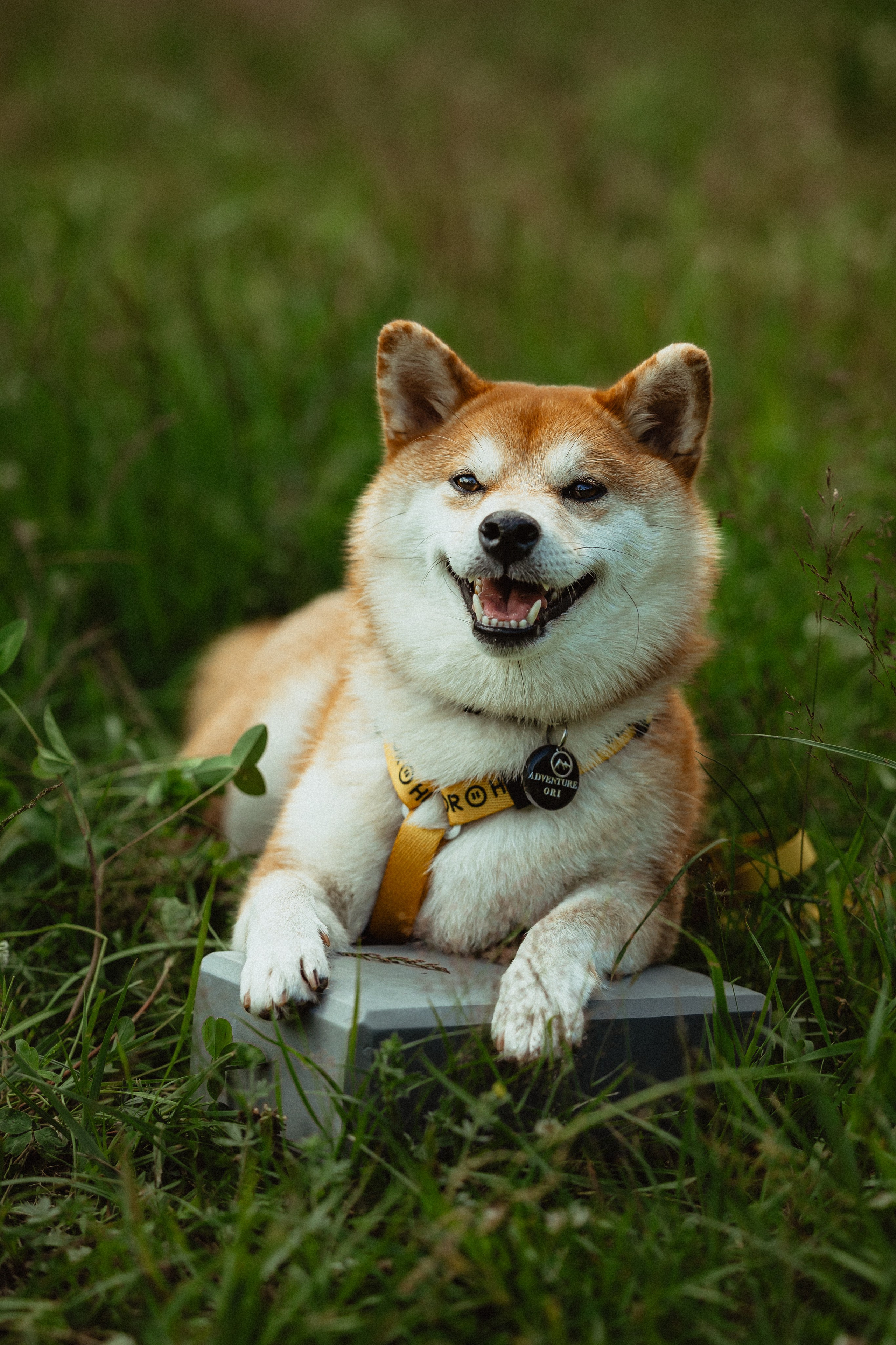 Выездной дог-тренинг от школы «Шерсть имею»