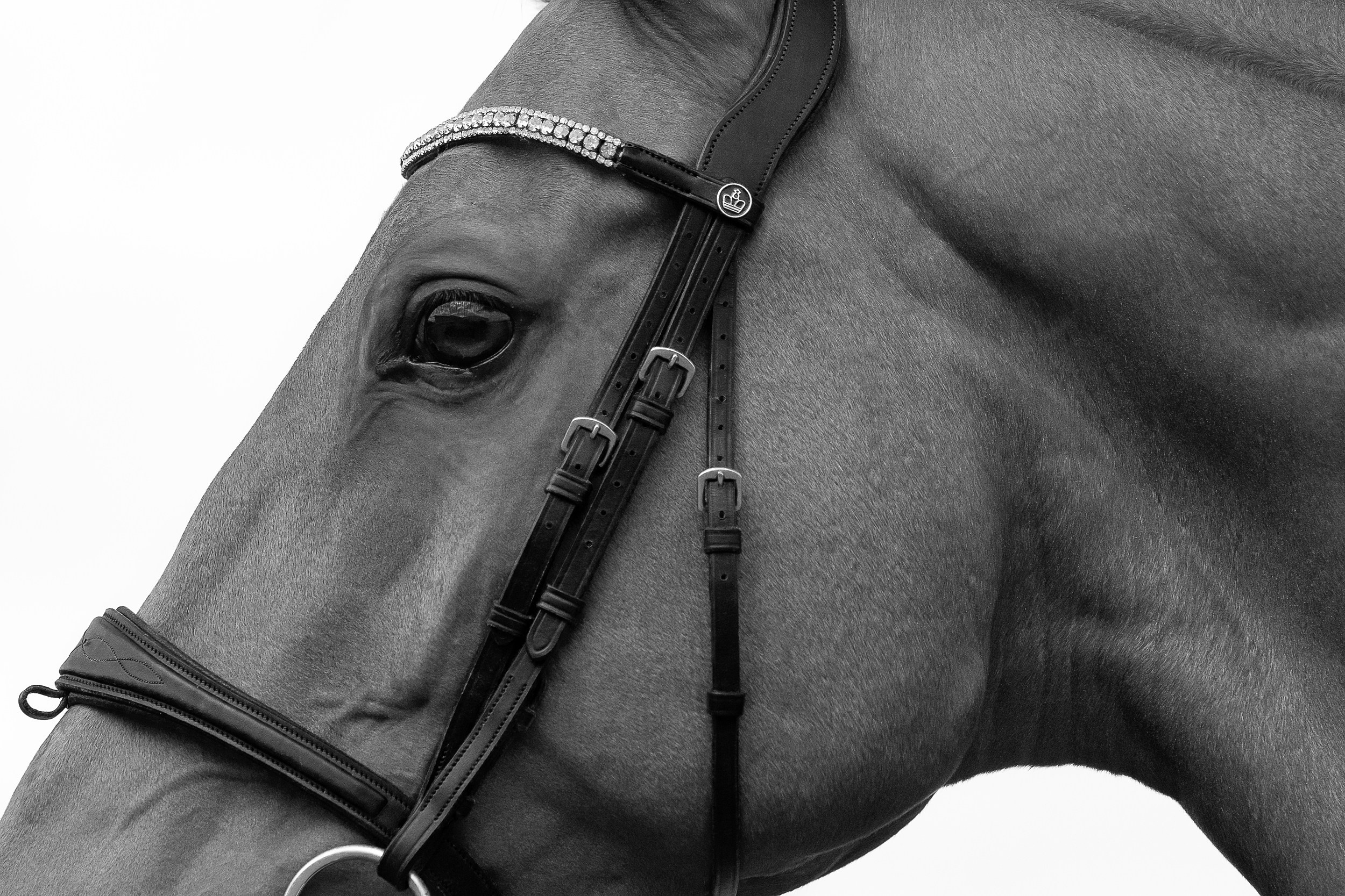 Лошади (разное). ESHE_PHOTO Фотограф в Москве и Московской области