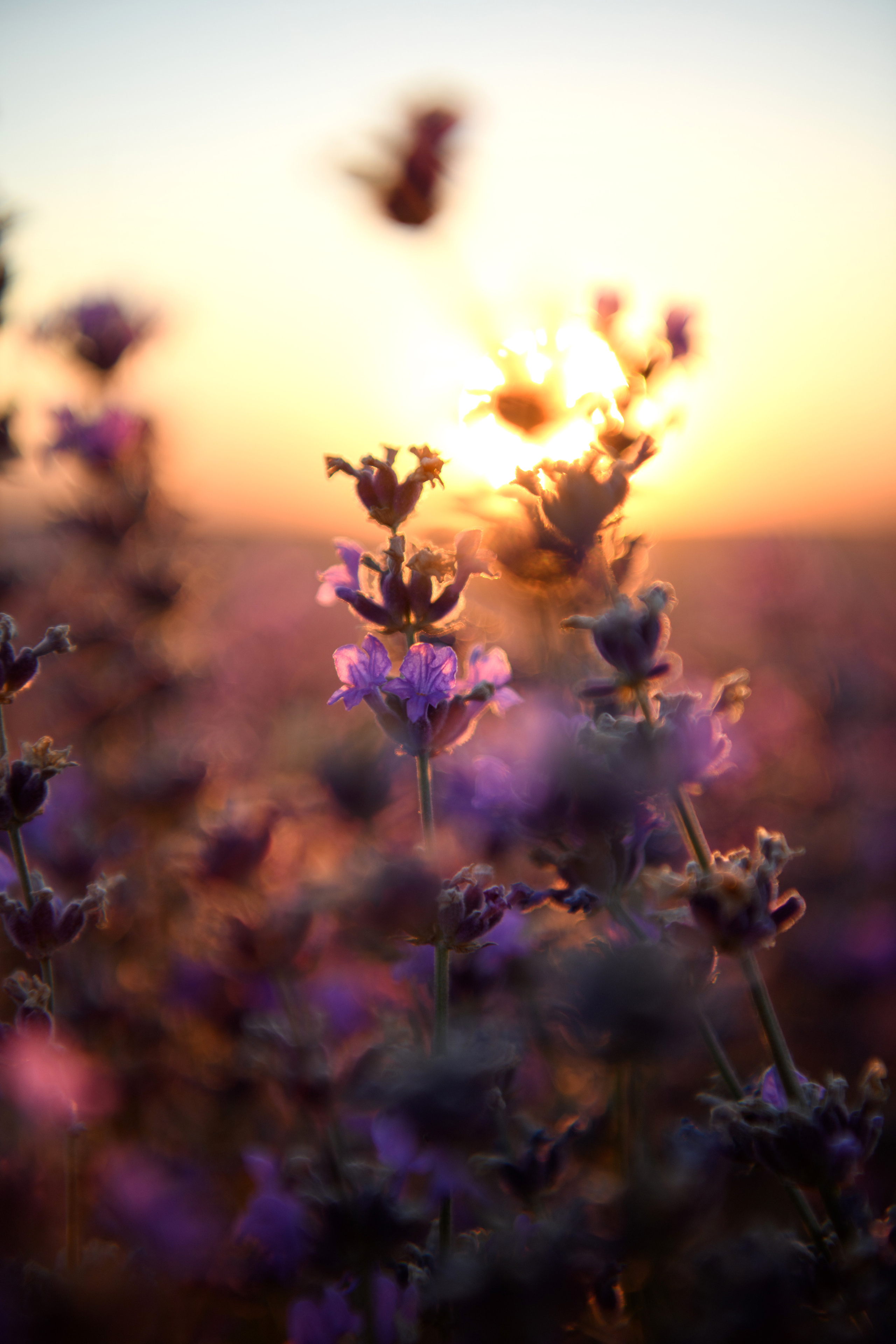 Лаванда / беременность. Фотограф беременности в Крыму Бобкова Ирина