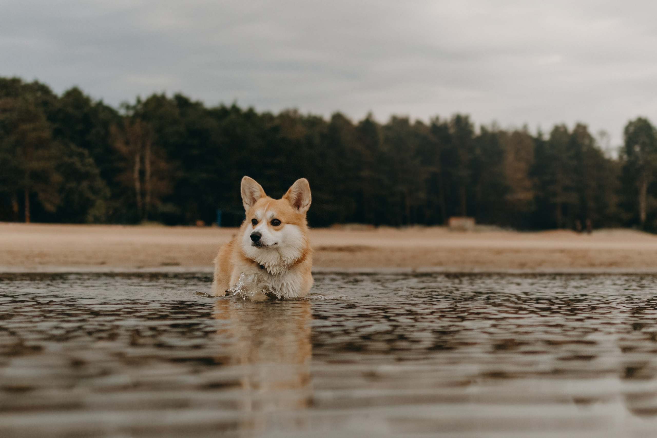Лиза и Бакс. Фотограф — Анималист | Санкт-Петербург