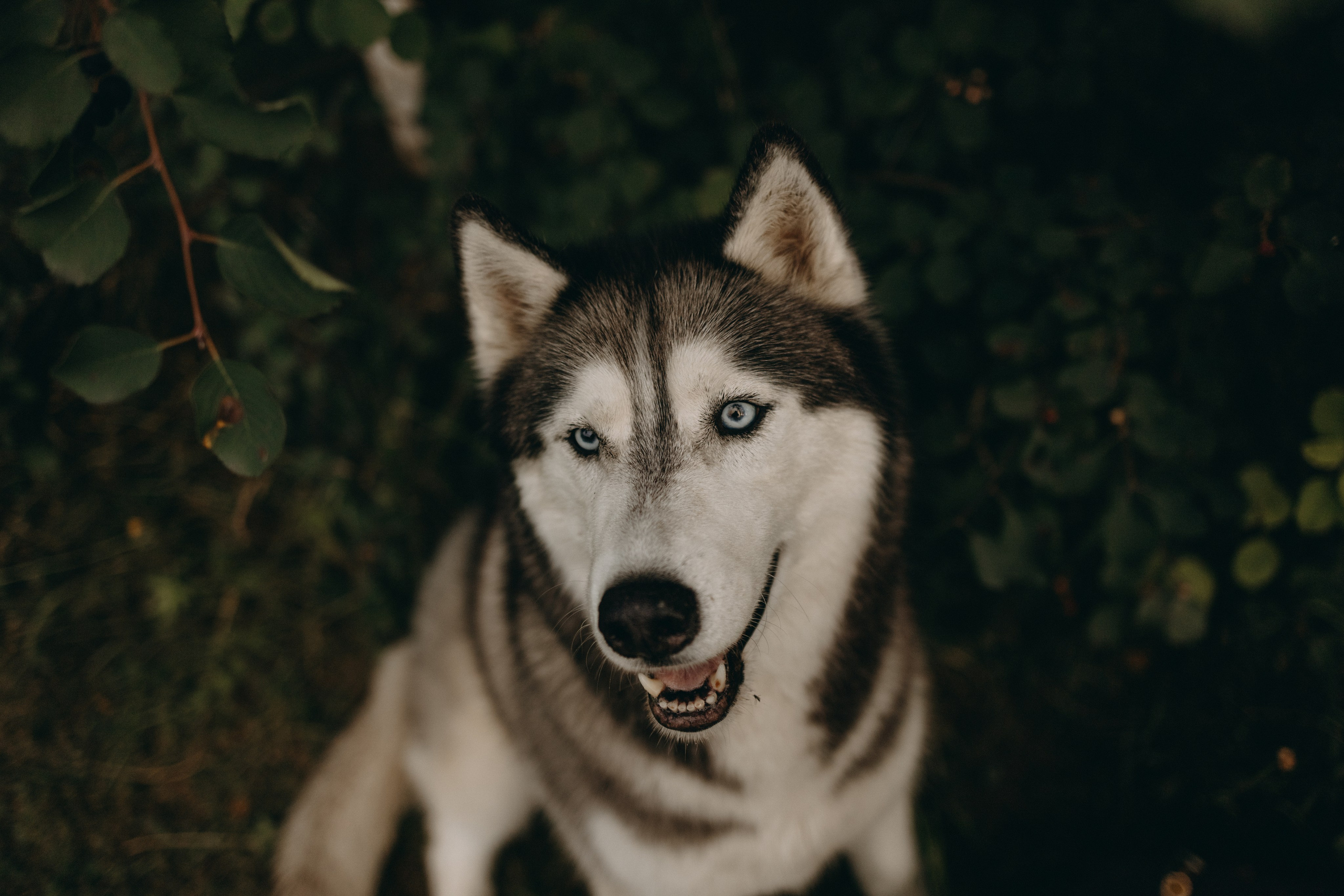 Дом у реки. Фотограф — Анималист | Санкт-Петербург