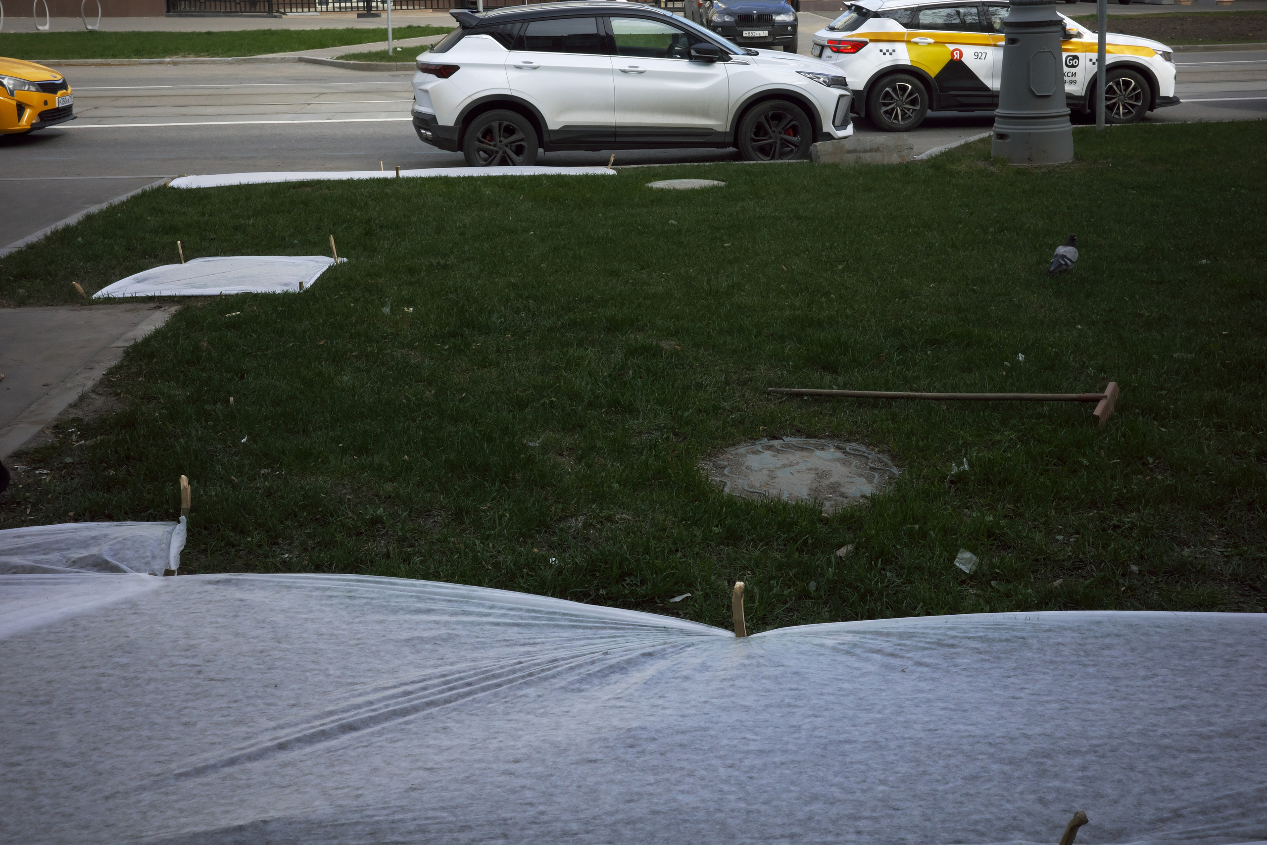 Реставрация газонов 🌵. Миша Печёнкин | фотография