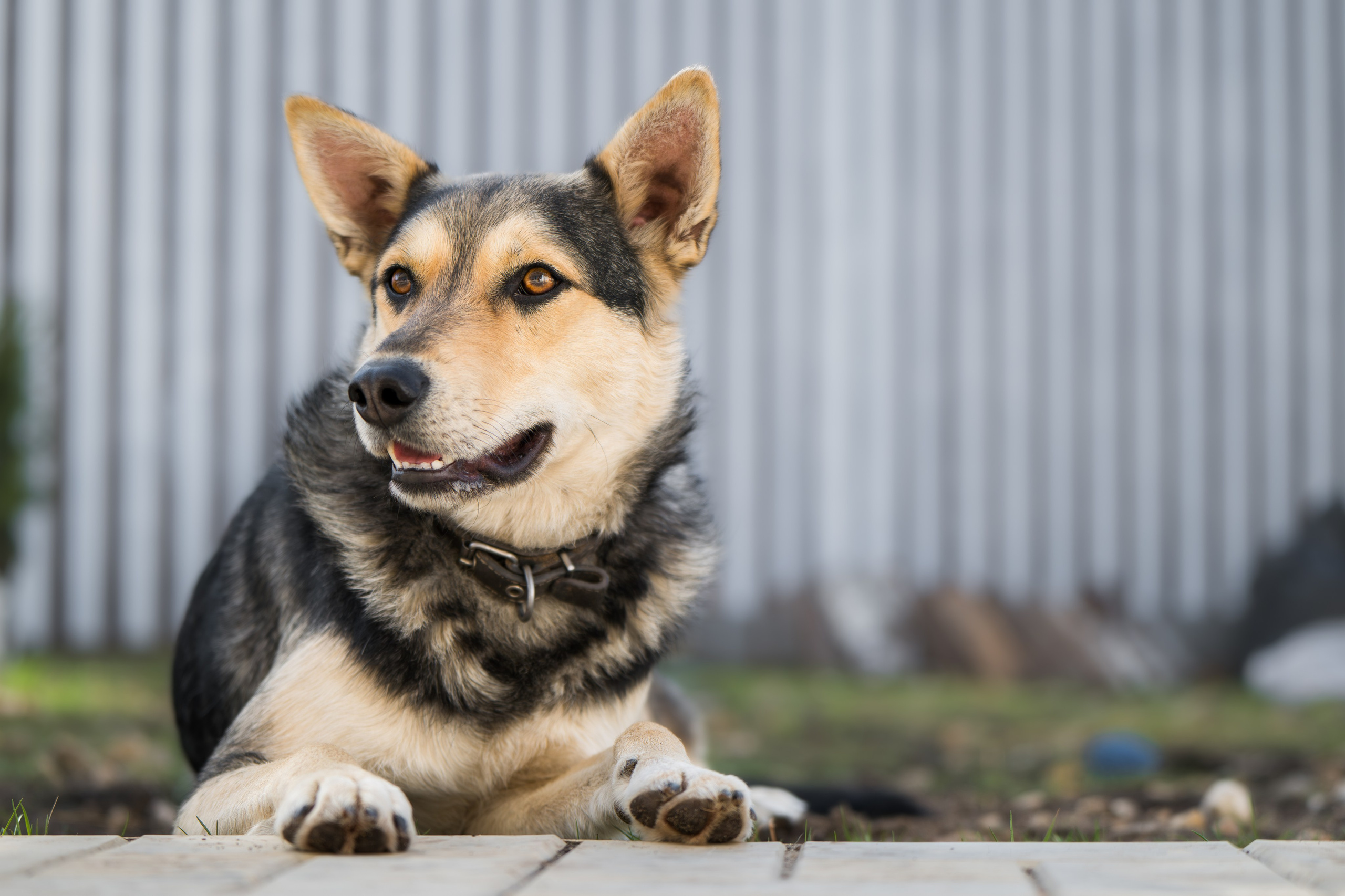 Домашняя съемка. Фотограф Анималист в Москве Анастасия Жучкова