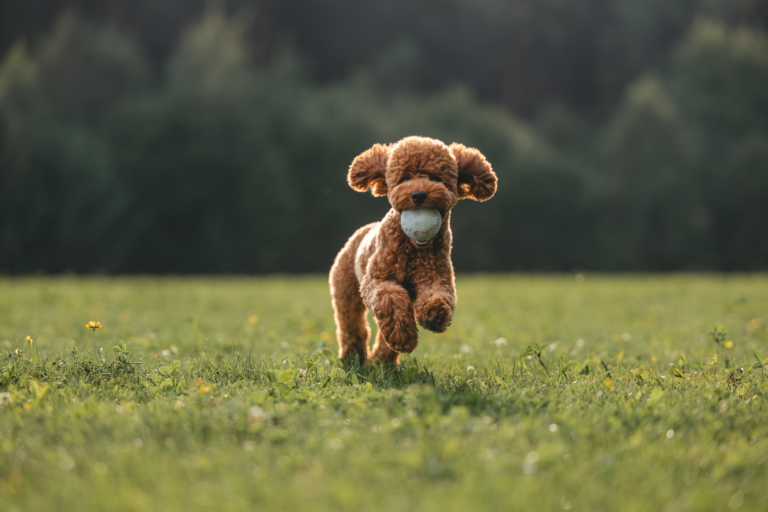 Джек. Фотограф Анималист в Москве Анастасия Жучкова
