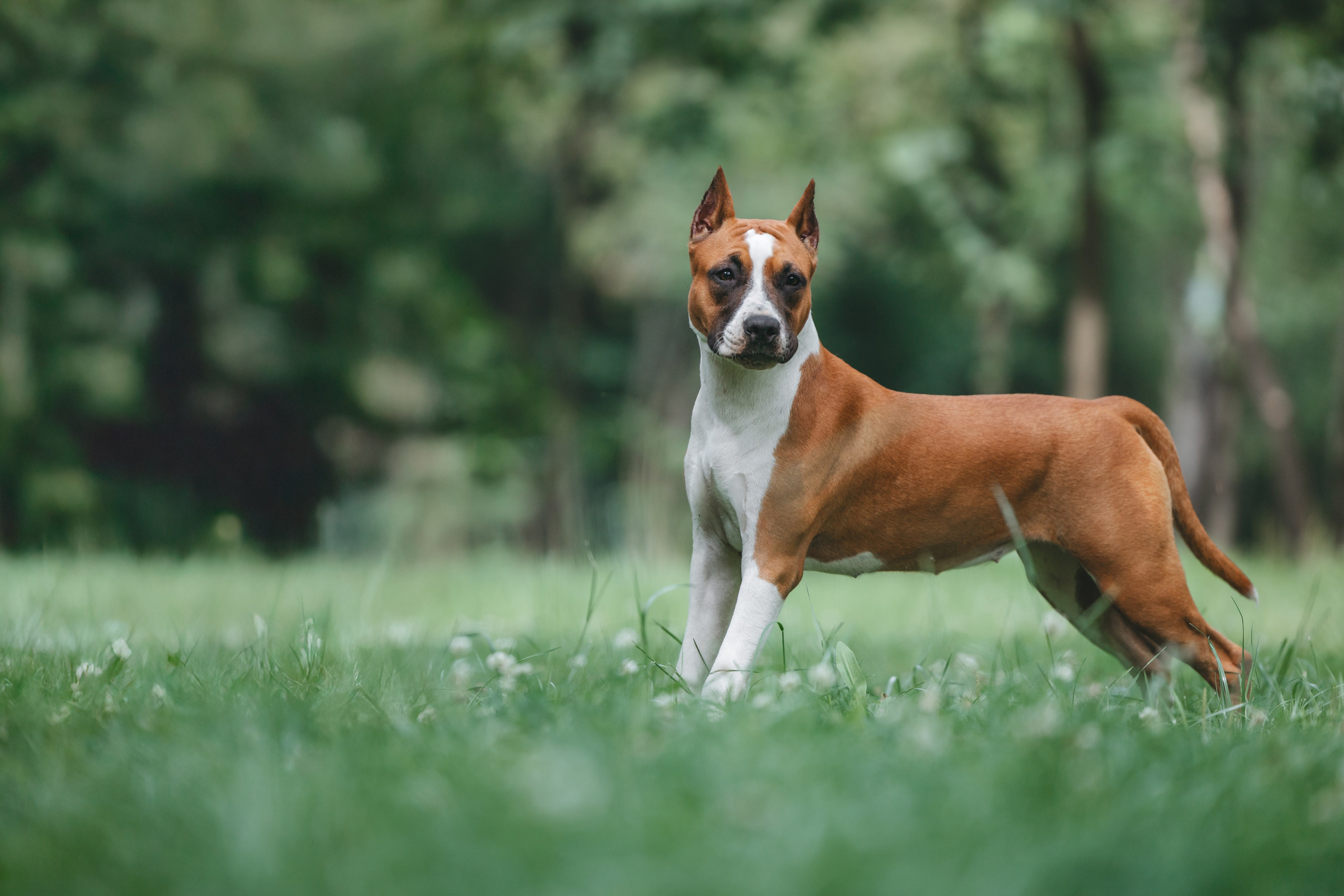 Американский стаффордширский терьер. Фотограф Анималист в Москве Анастасия Жучкова