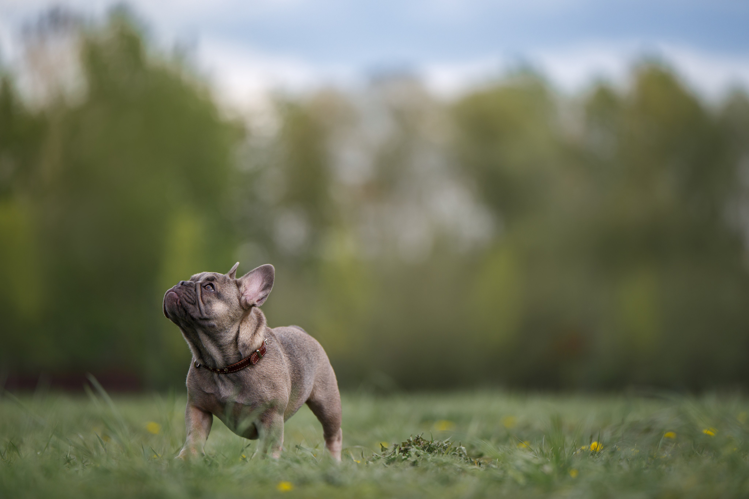 Щенок Французского бульдога. Фотограф Анималист в Москве Анастасия Жучкова