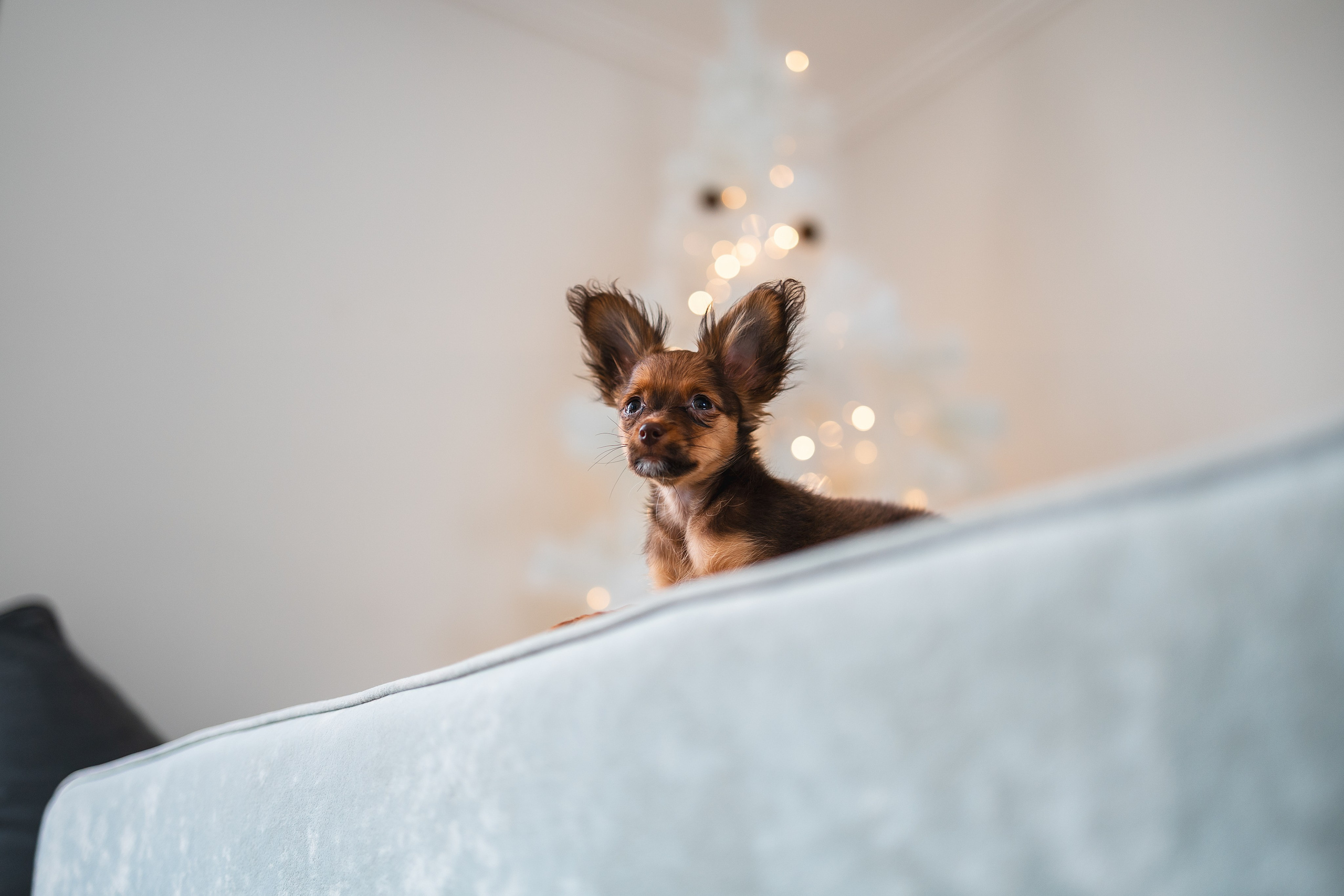 Малыши Той Терьер. Фотограф Анималист в Москве Анастасия Жучкова