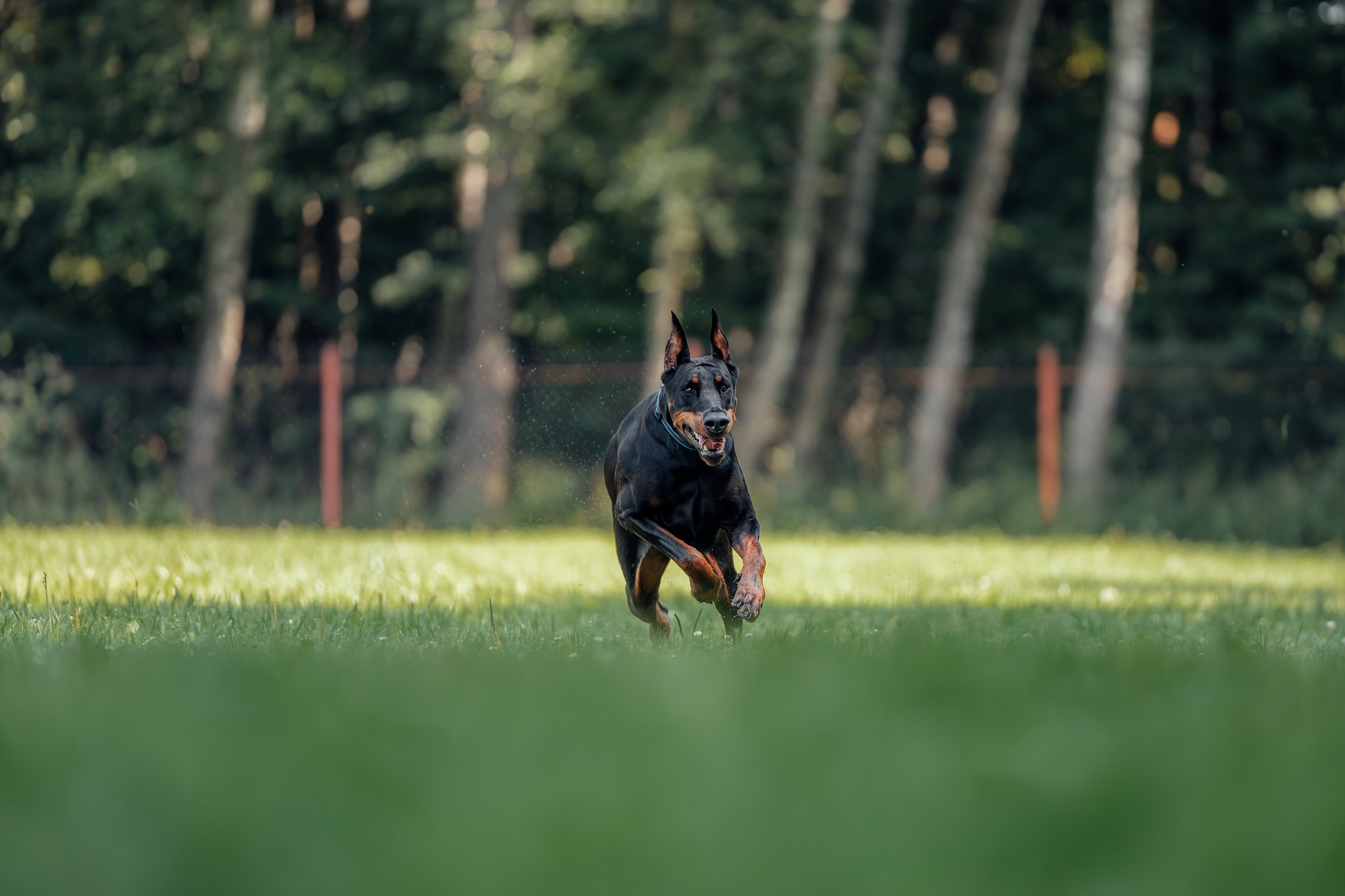 Доберман Айза. Фотограф Анималист в Москве Анастасия Жучкова