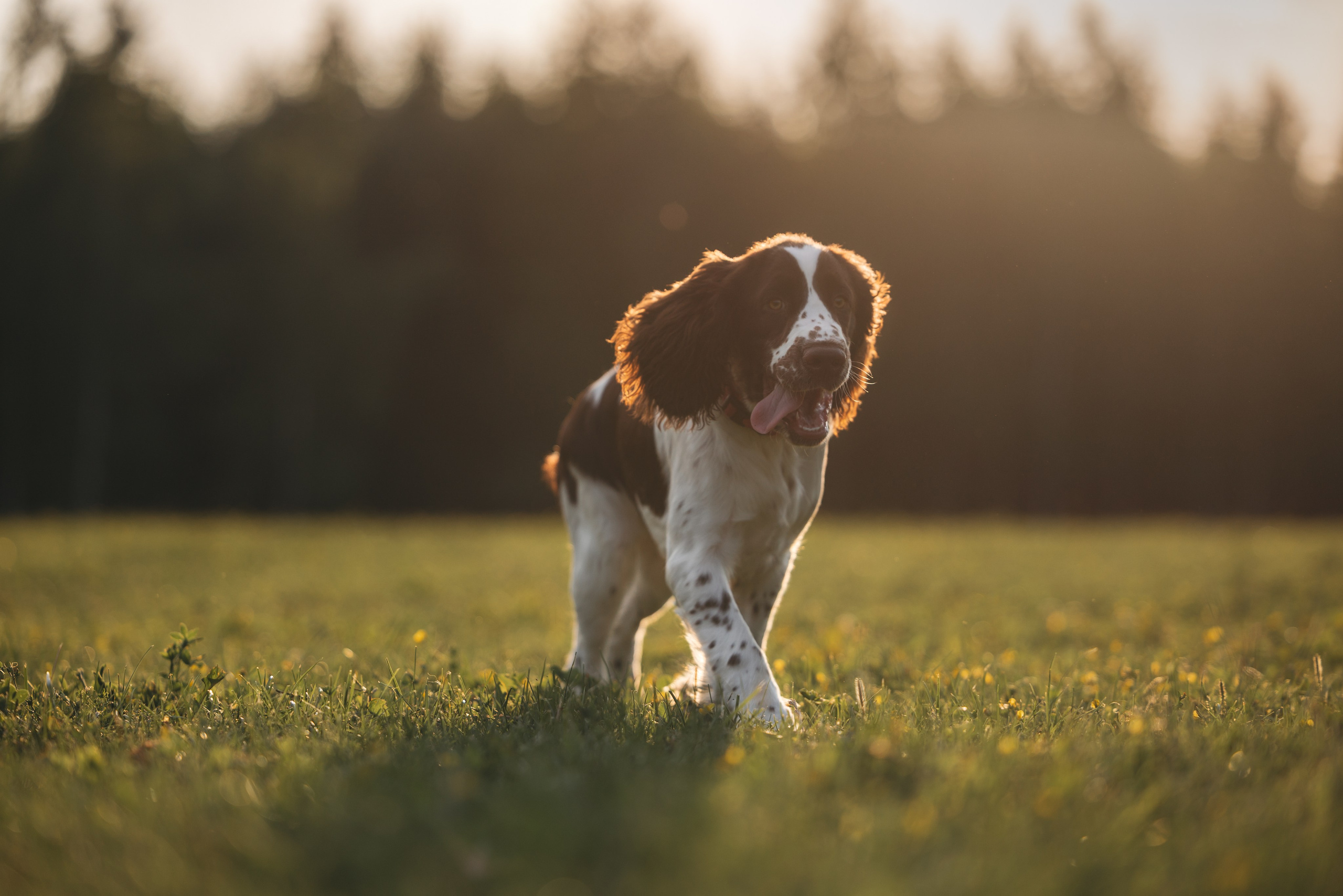 На закате. Фотограф Анималист в Москве Анастасия Жучкова