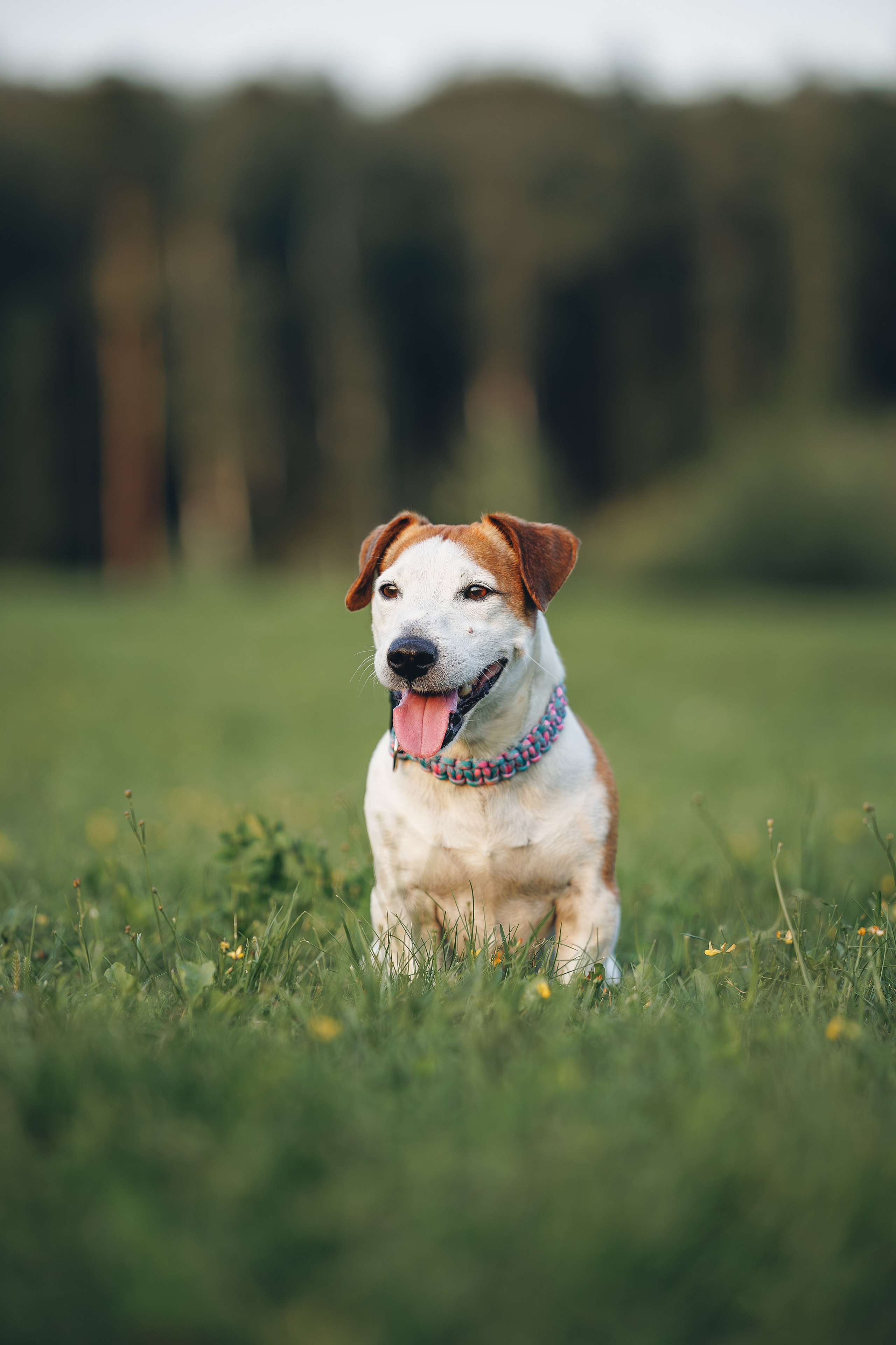 Юлиана и Риф (в обработке). Фотограф Анималист в Москве Анастасия Жучкова
