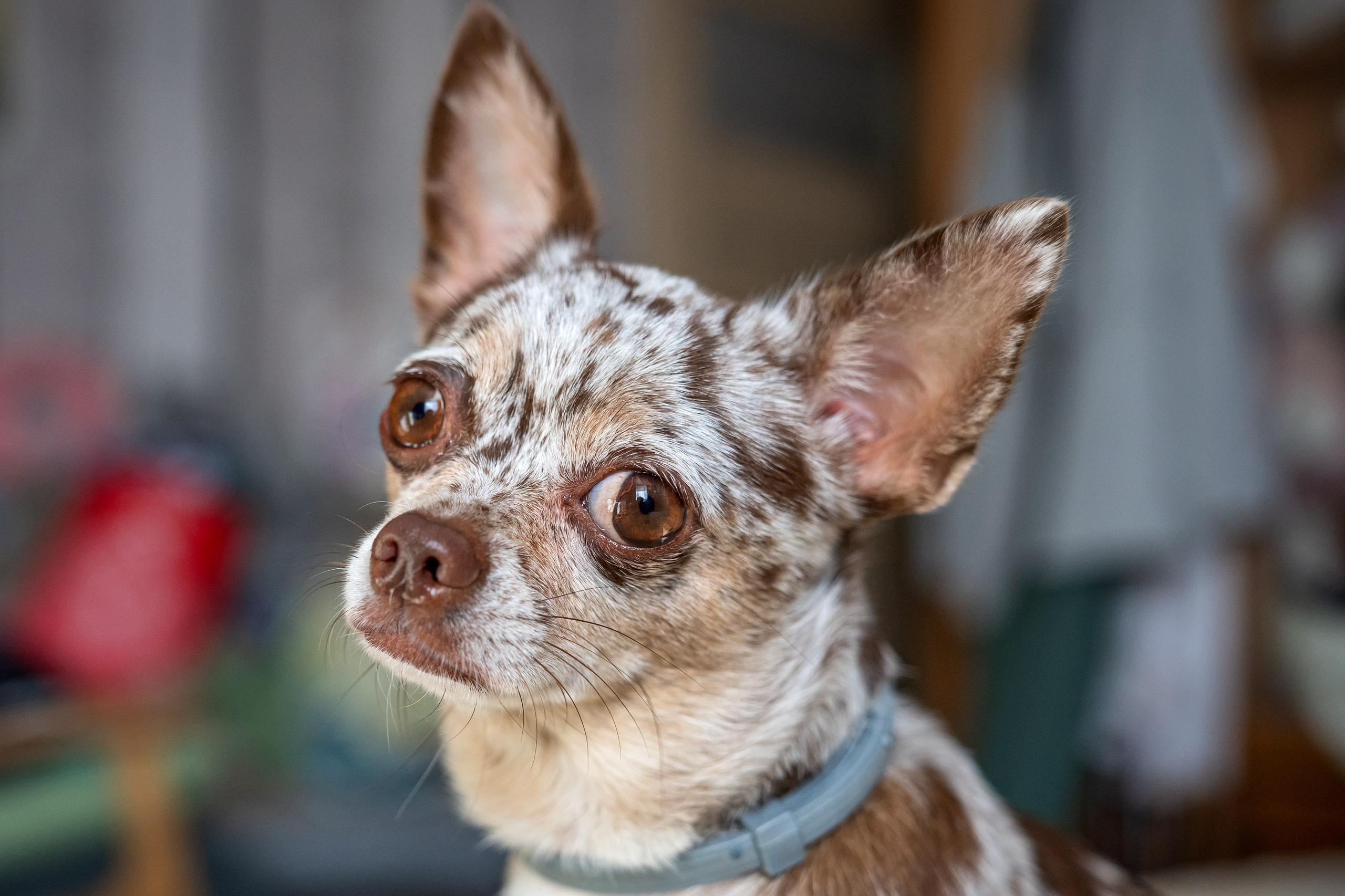 Животные. Фотограф в Москве Демьян Лопатов