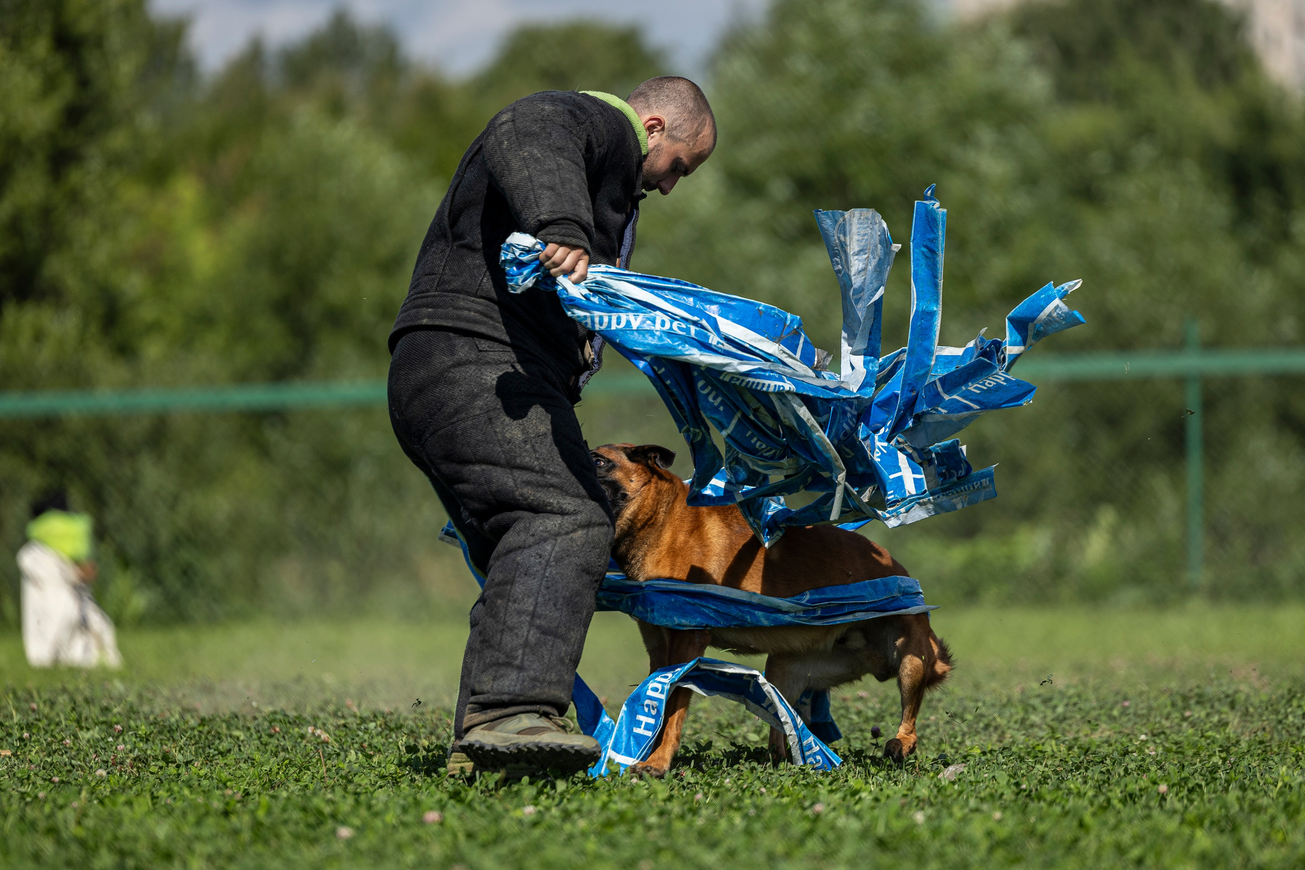Соревнования по Мондьорингу г. Вологда 10-11.08.2024. Фотограф-анималист Анна Маринич
