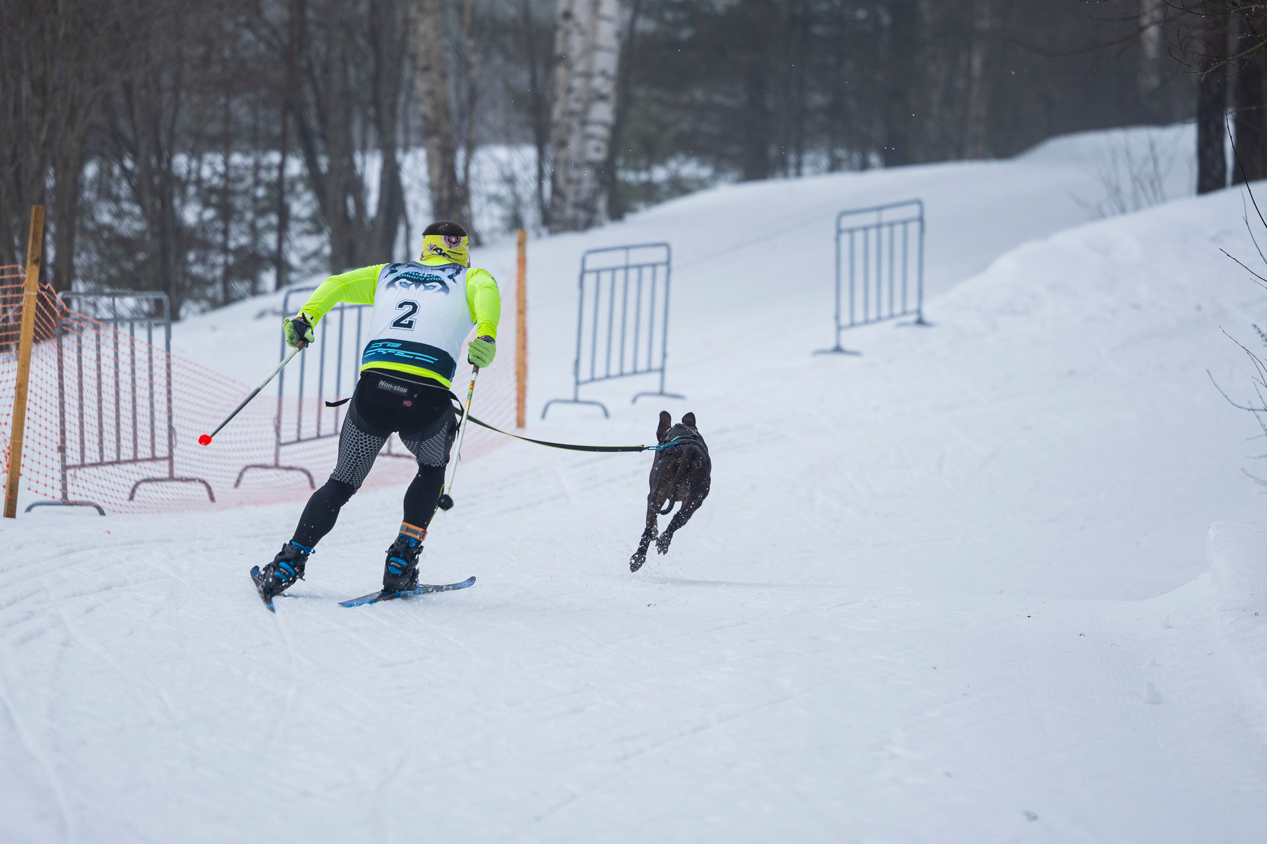 Зимний Чемпионат Санкт-Петербурга по ездовому спорту. Фотограф-анималист Анна Маринич