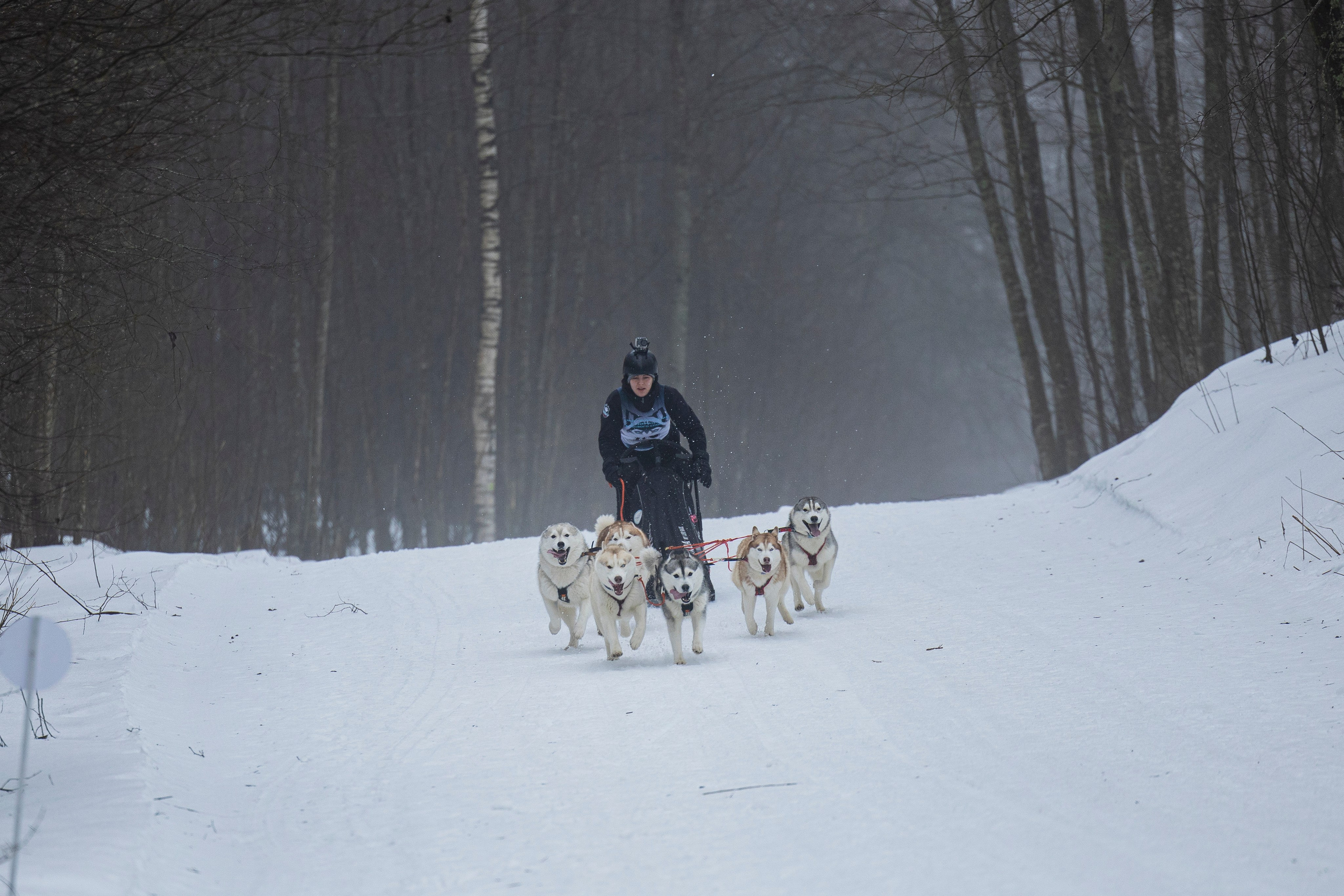 Зимний Чемпионат Санкт-Петербурга по ездовому спорту. Фотограф-анималист Анна Маринич