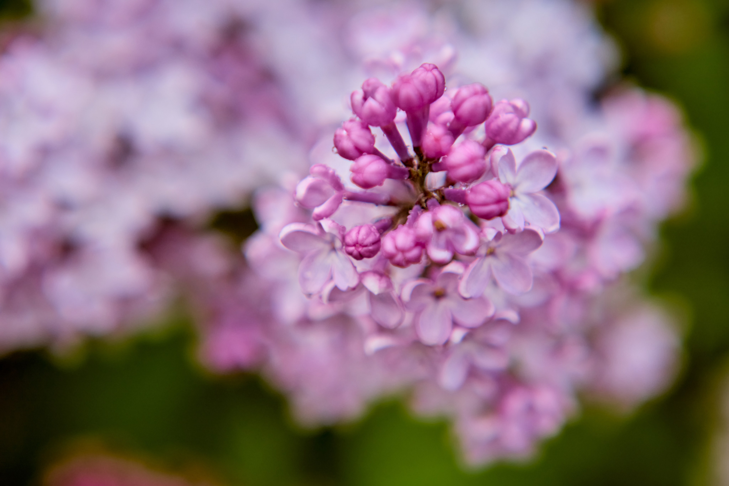 Нежность сирени в каждом лепестке, отражённая в кадре Николая Голованова из Дзержинска.