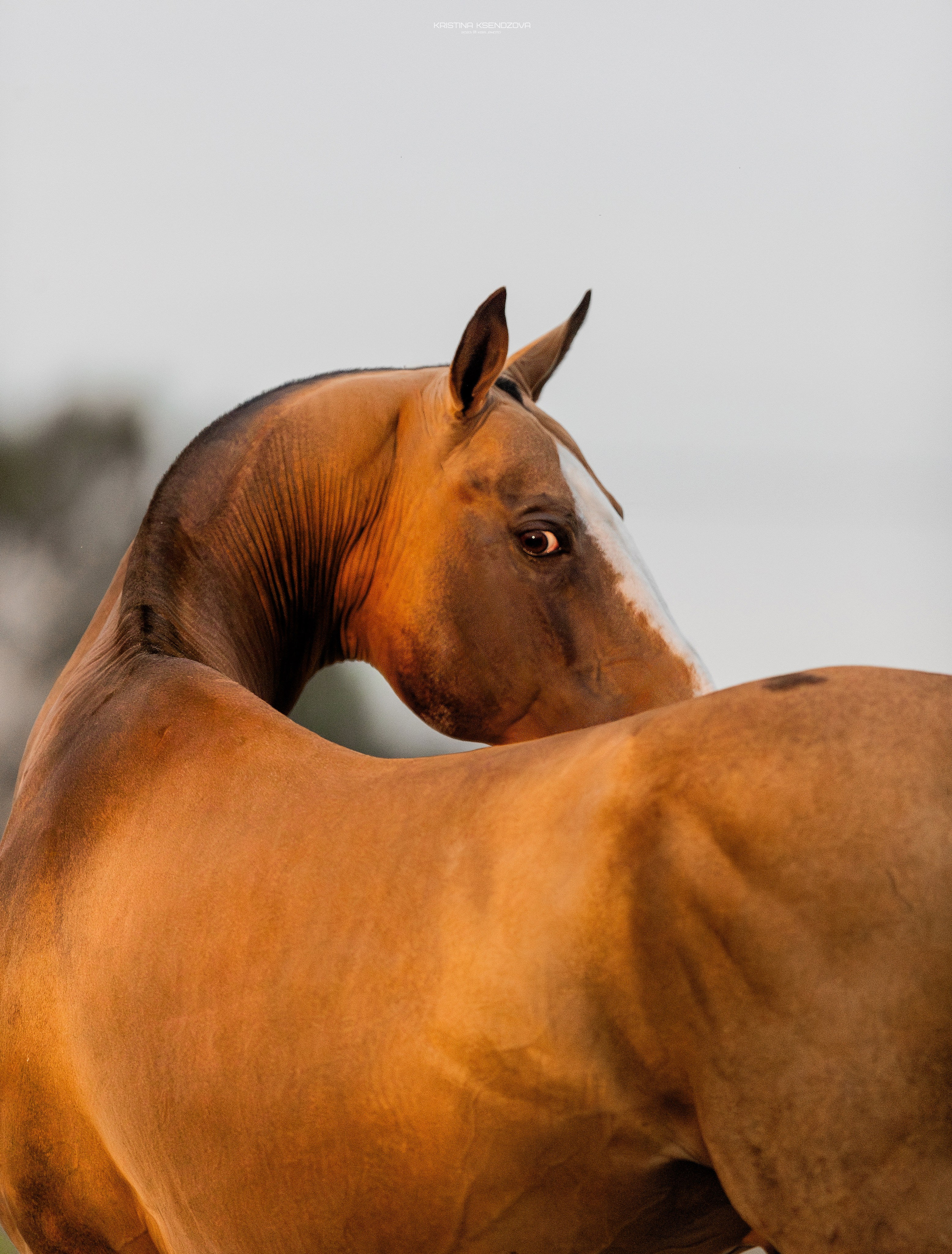 На природе. Фотограф-анималист Ксендзова Кристина