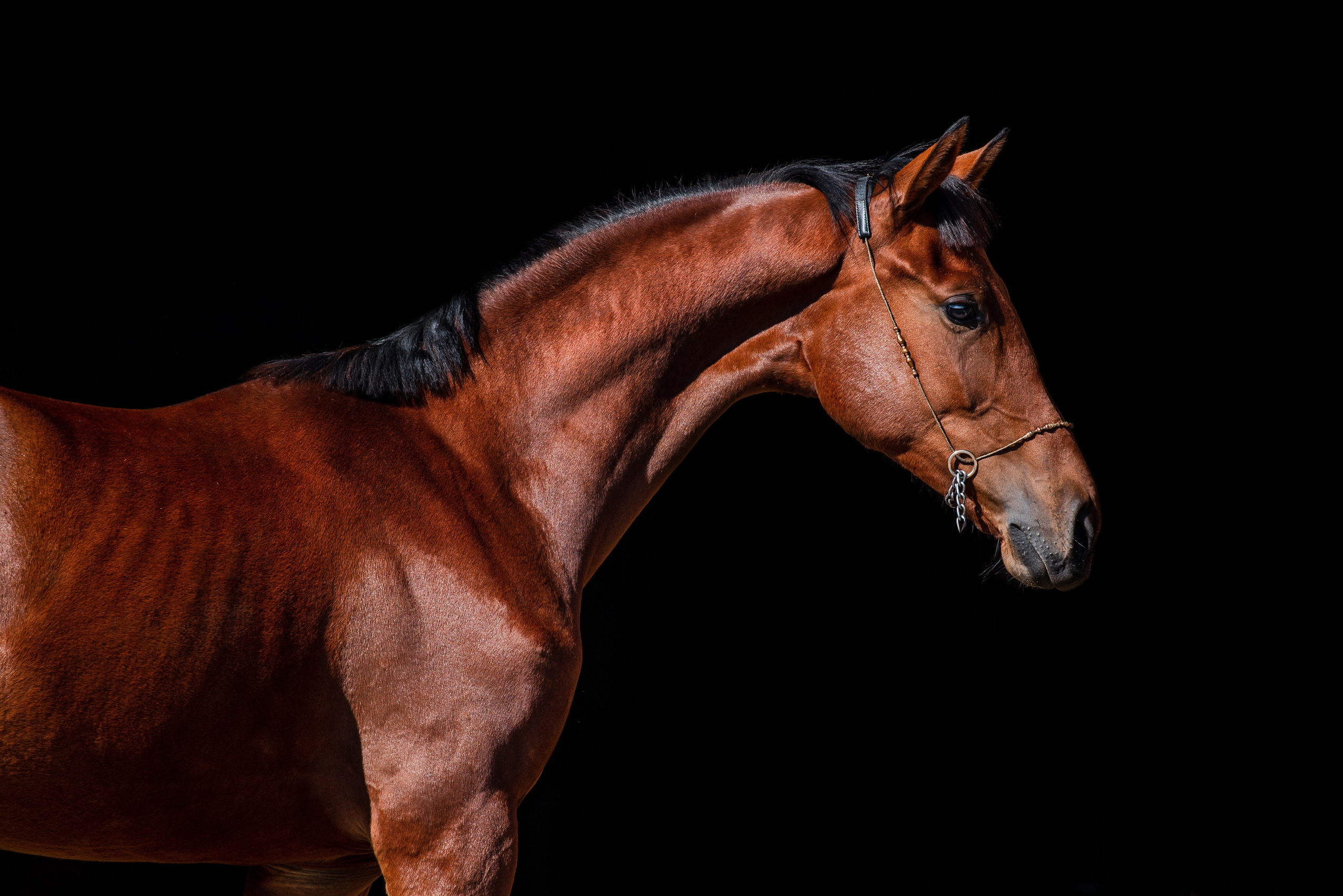 На черном фоне. Фотограф-анималист Ксендзова Кристина