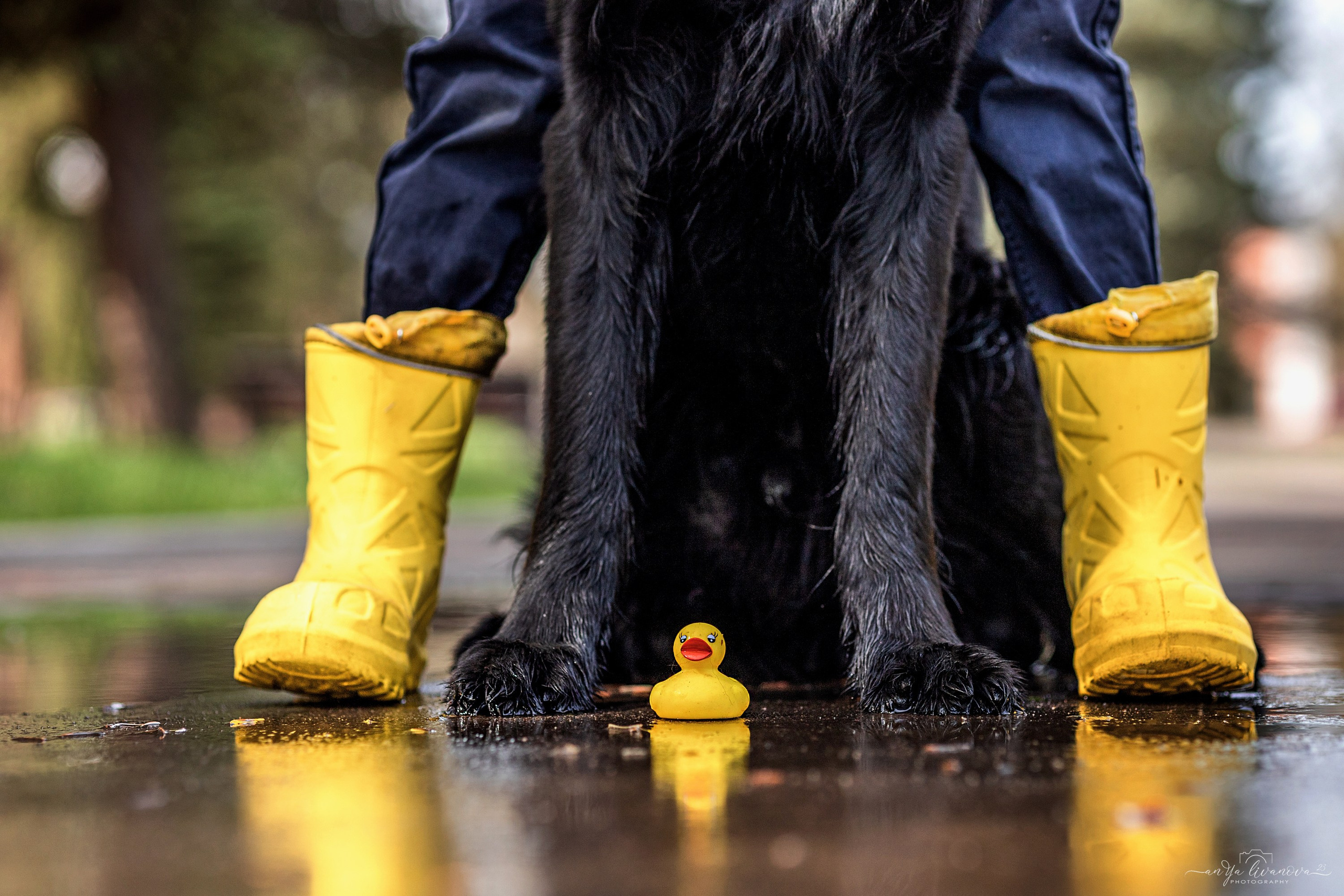 Солнышки. Фотограф анималист Аня Ливанова | Рыбинск
