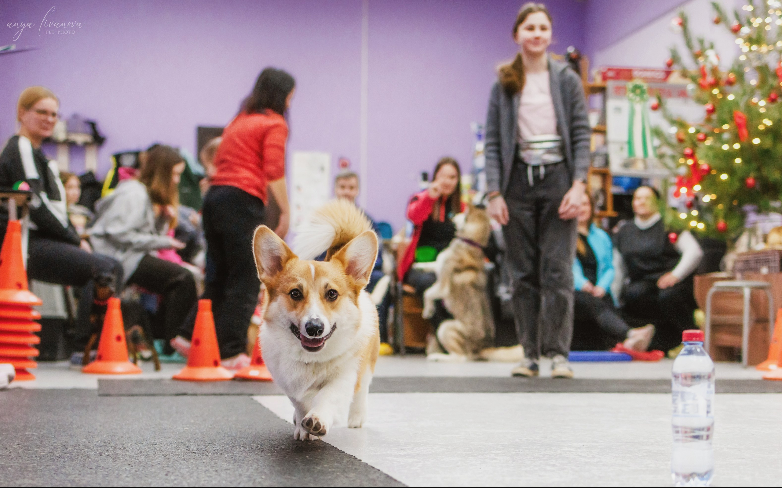 НГ конкурсы в «Simply the Best». Фотограф анималист Аня Ливанова | Рыбинск