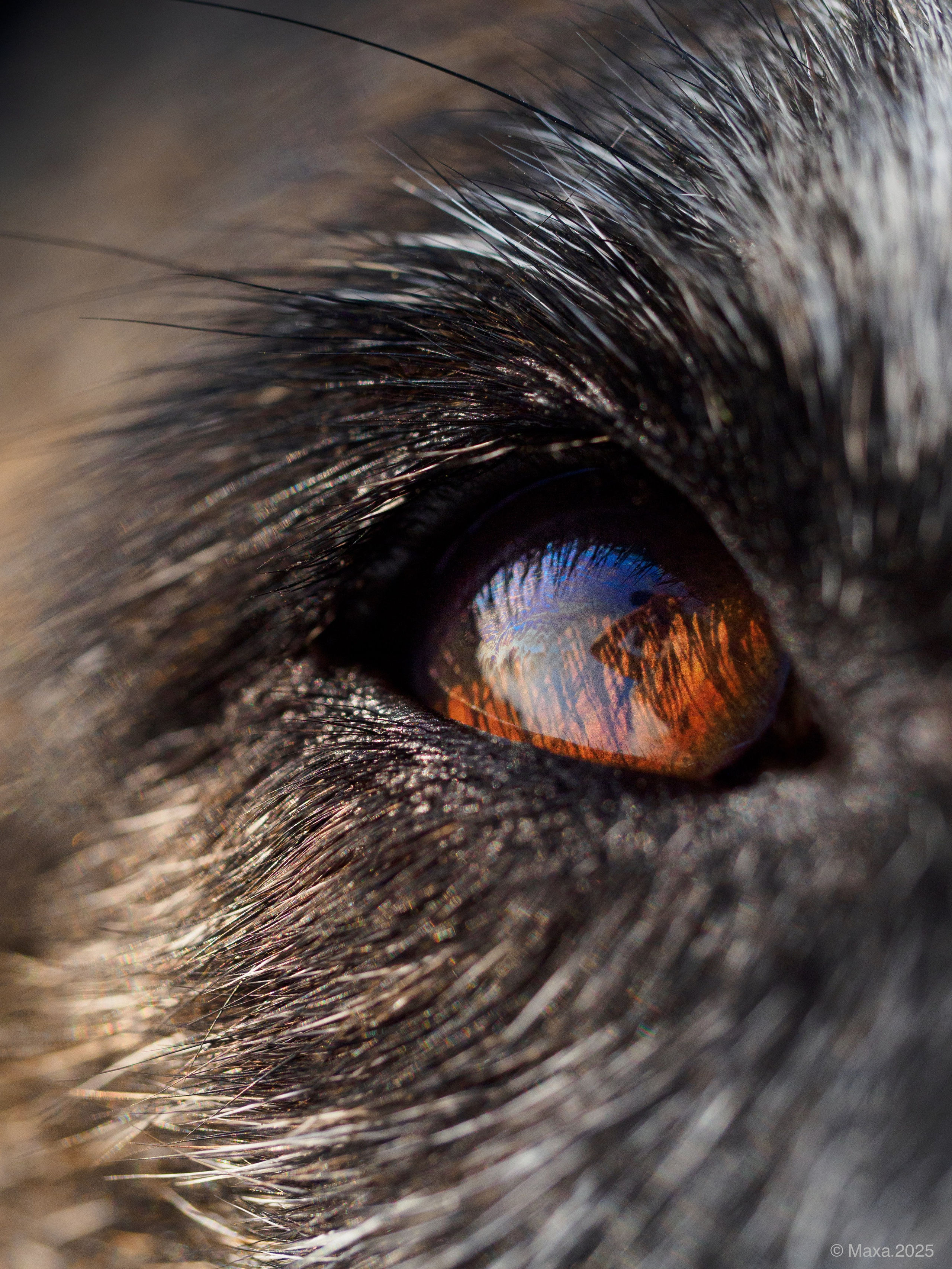 Фото прогулки. Фотограф анималист Тюгаева Мария