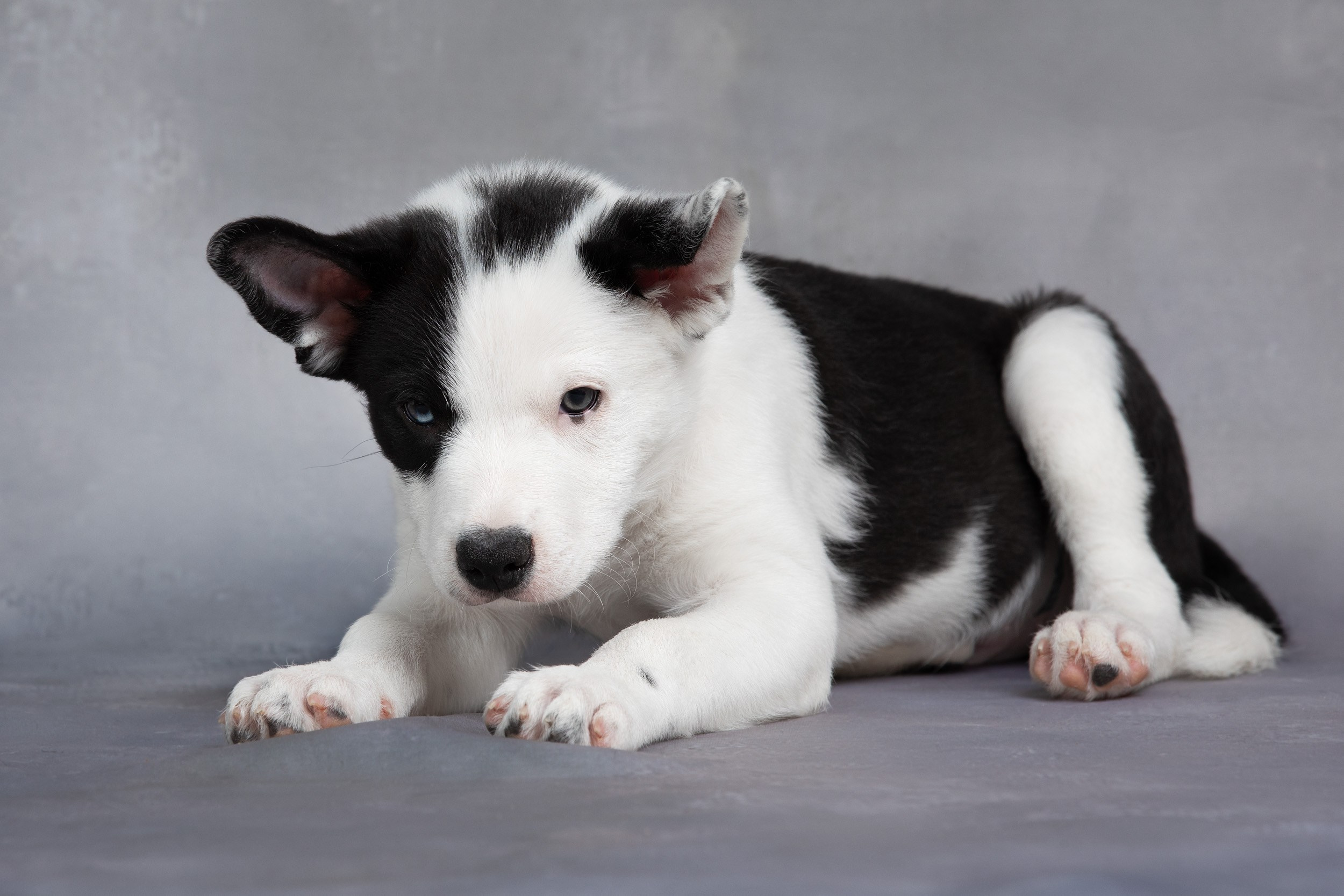 Презентация помета щенков в 2 месяца. Фотограф-анималист в Москве и Московской области Татьяна Фролова