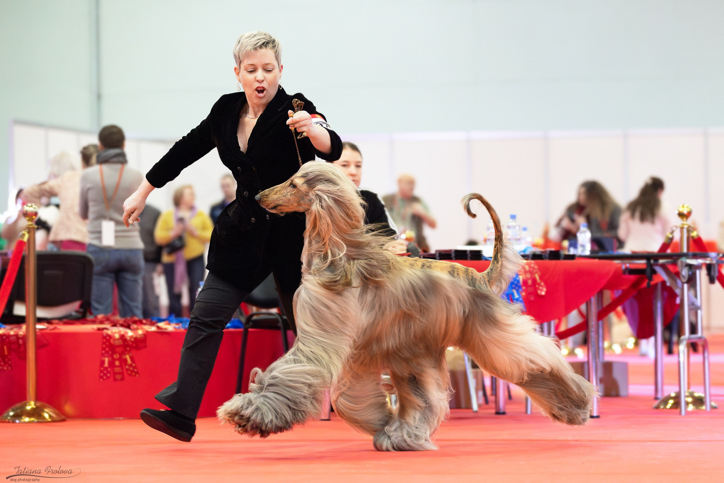 Фото с выставки РКФ. Фотограф-анималист в Москве и Московской области Татьяна Фролова
