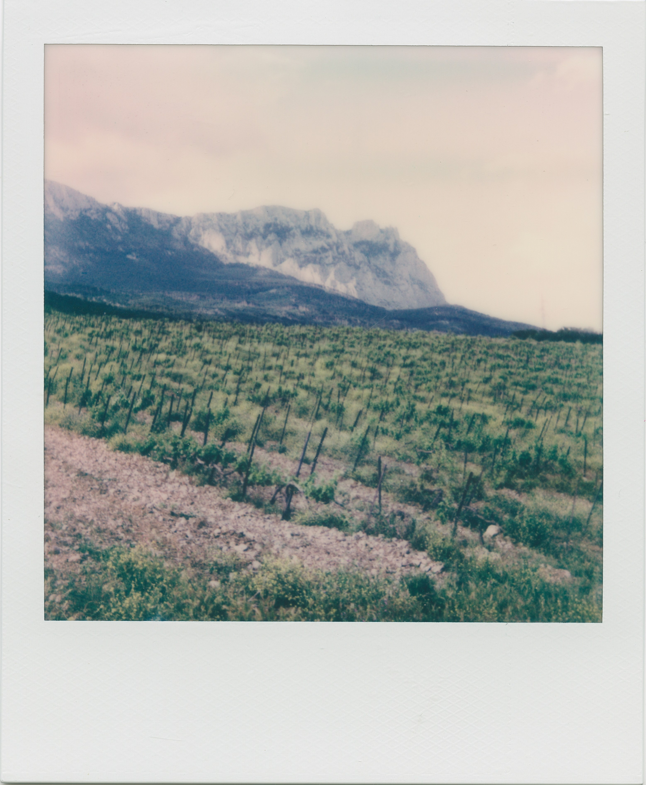 POLAROID. EVER EXPOSED