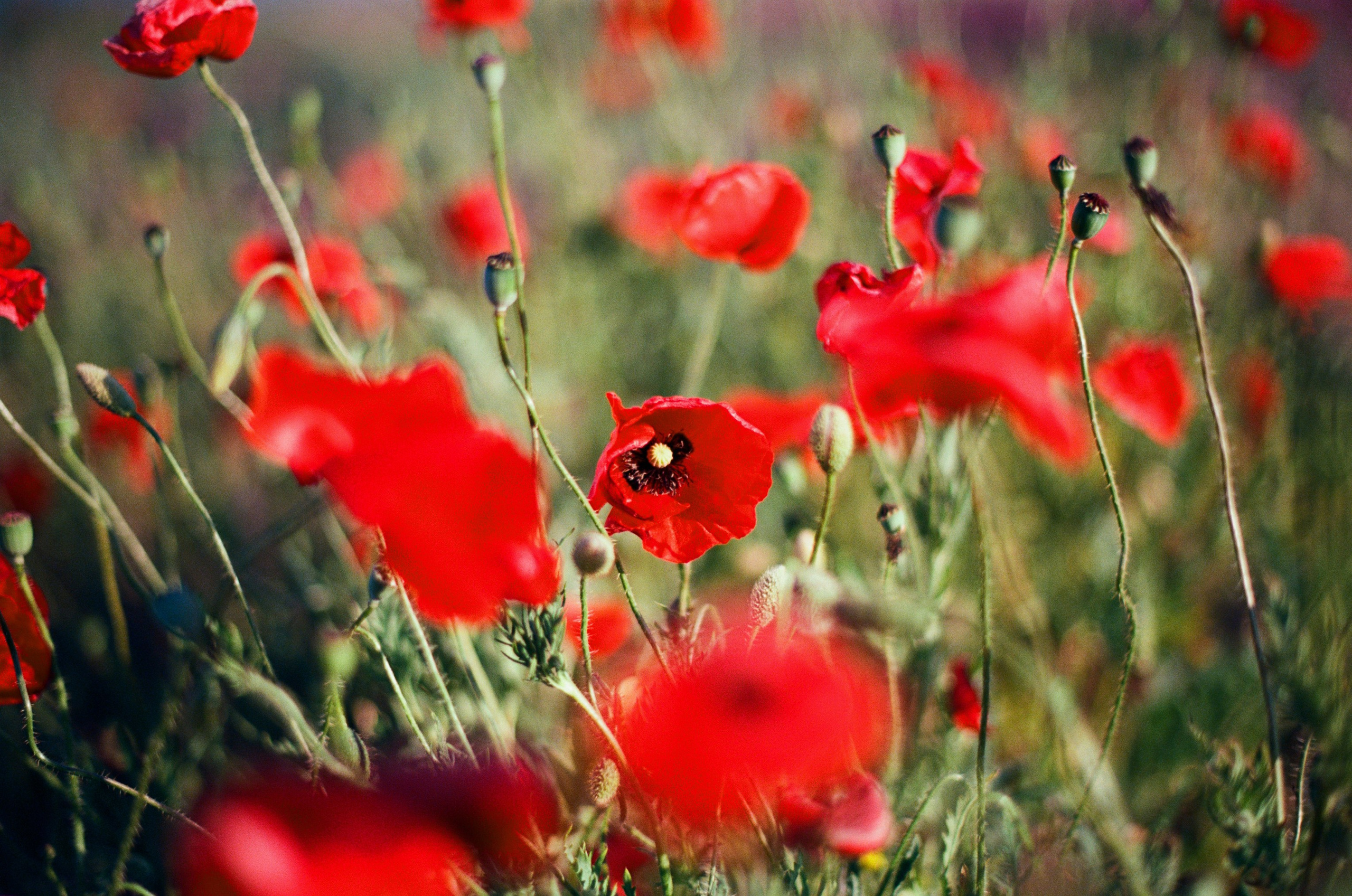 The drugs don't work // ukraine, crimea IV. EVER EXPOSED