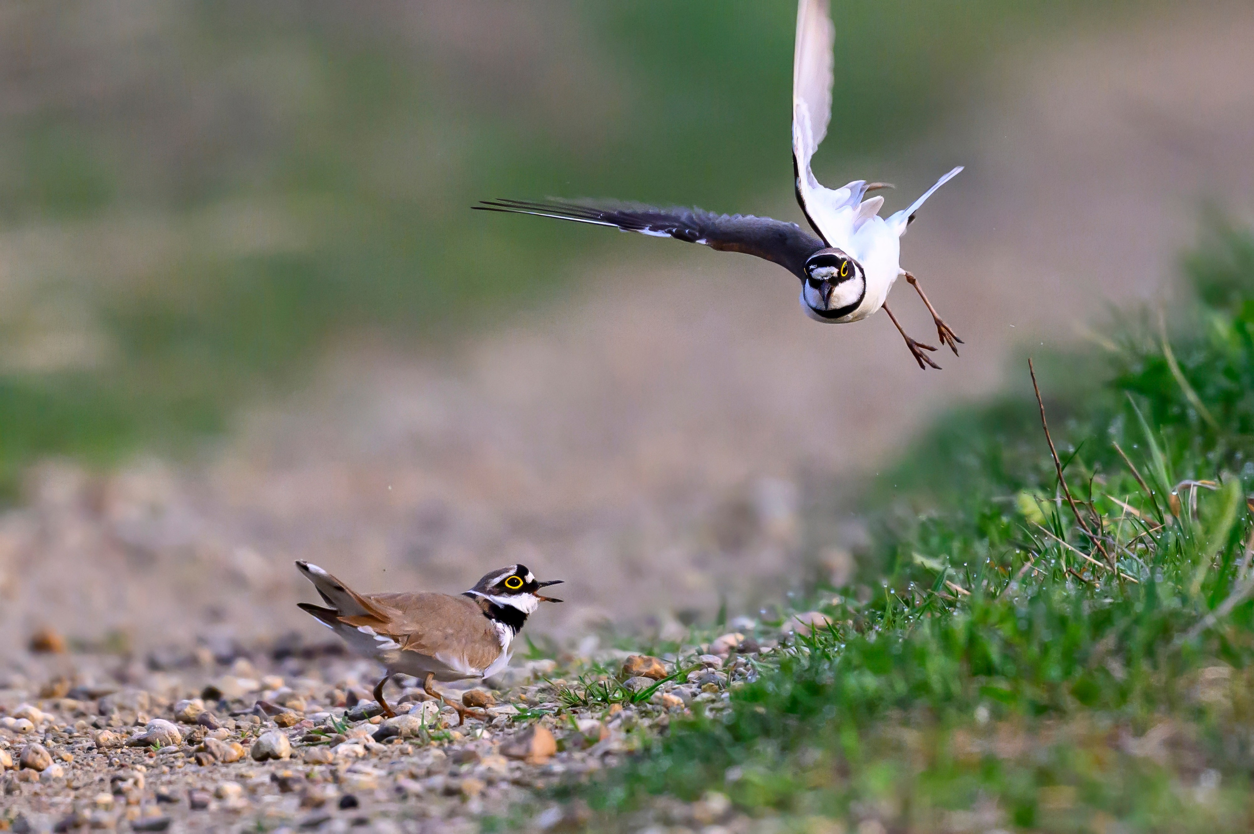 Малый зуек. Wildlife photography by Sergey Puponin