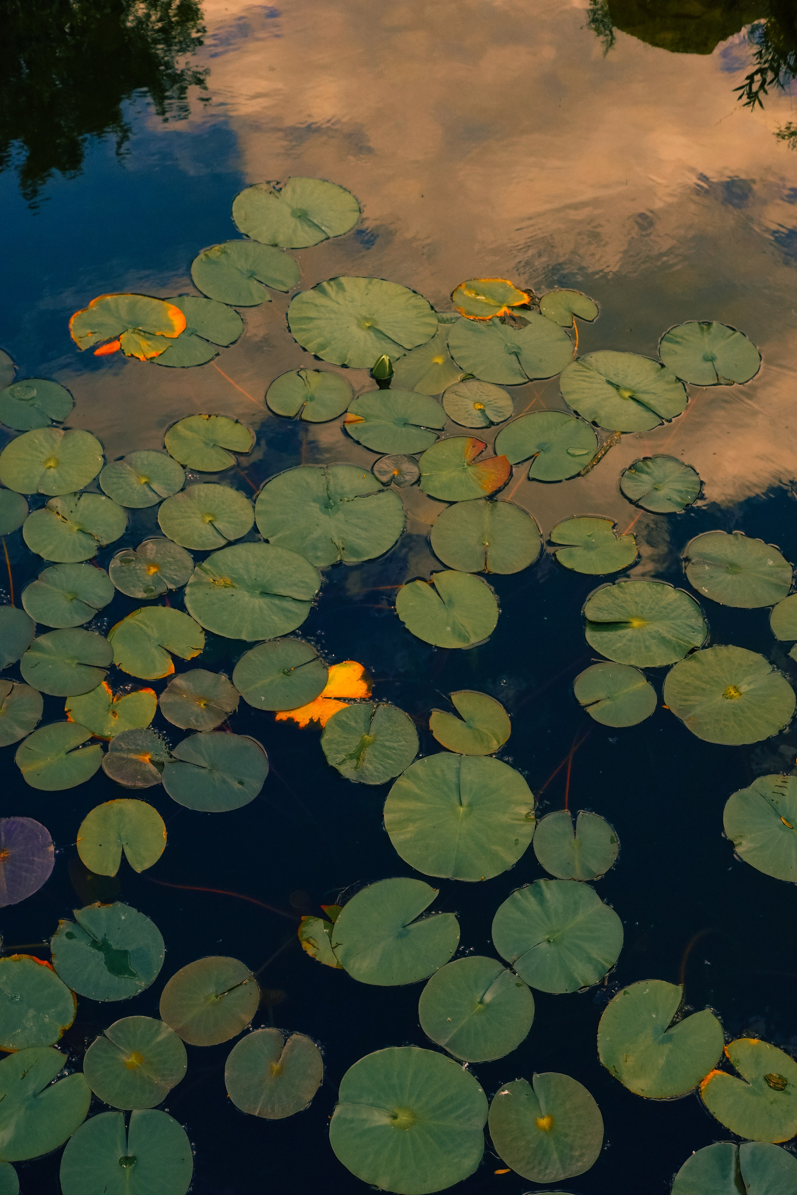 Парк Хуамин. Фотограф Алиса Аспер