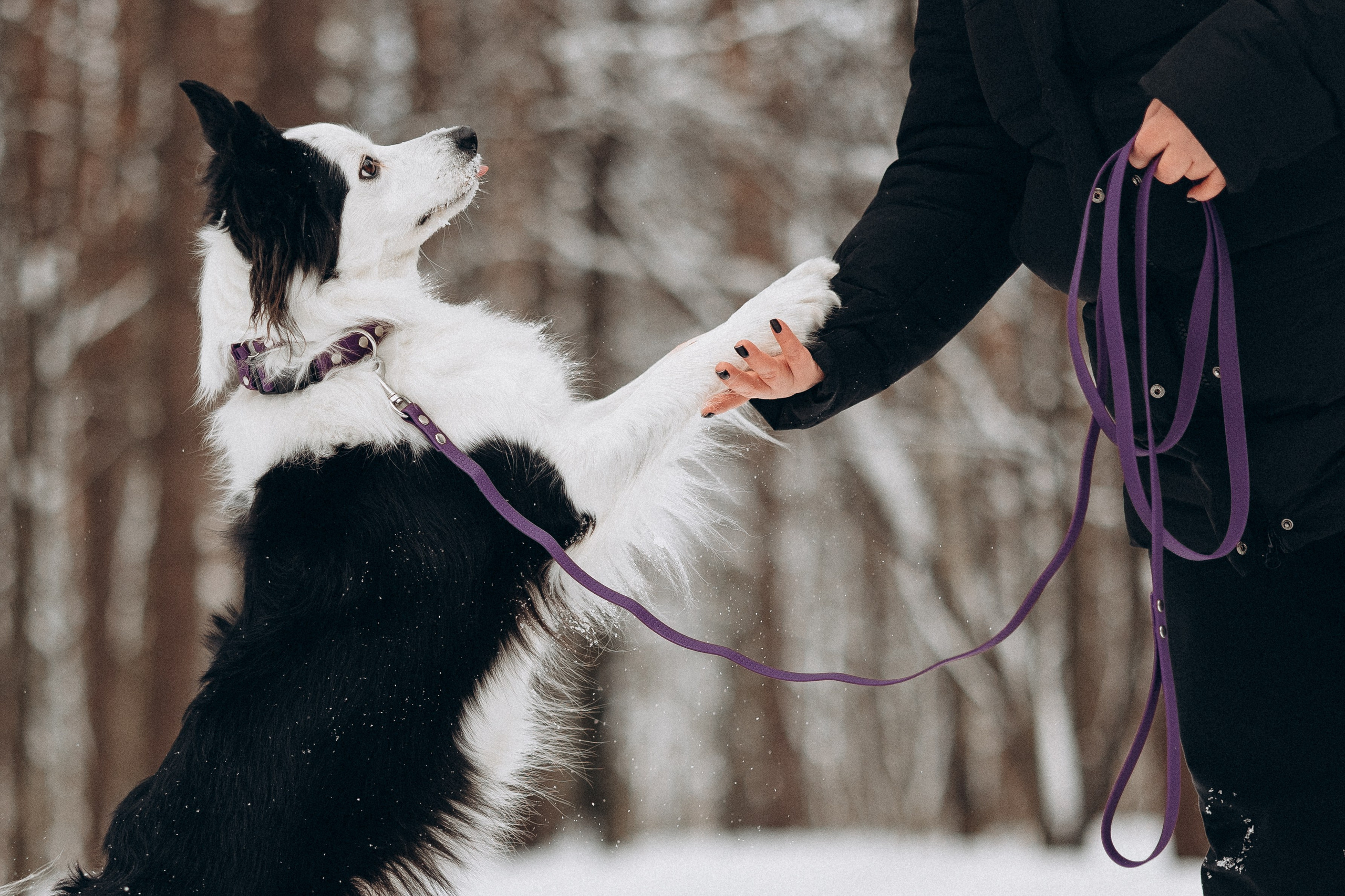 Амуниция «Бобик» 2. Фотораф — анималист Мария Шистка