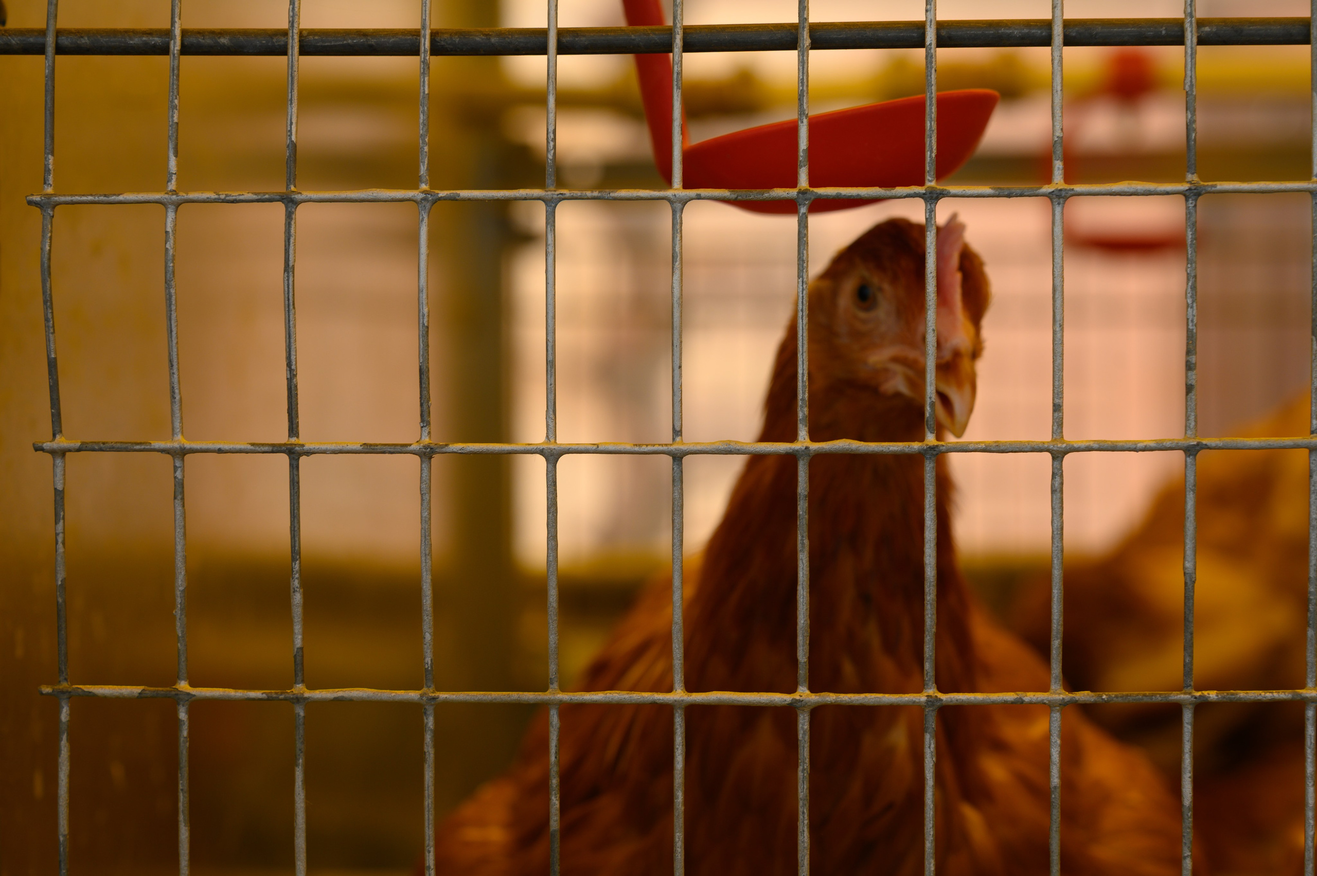 Агровыставка. Фотоуслуги, услуги фотографа, фотографирование важных событий